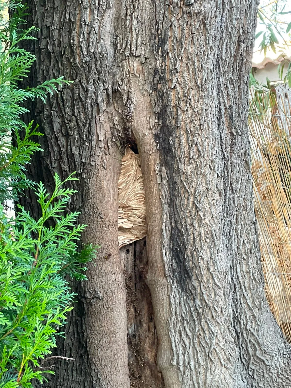 Nid / nuisance à Villette-de-Vienne (38) — SignalNids