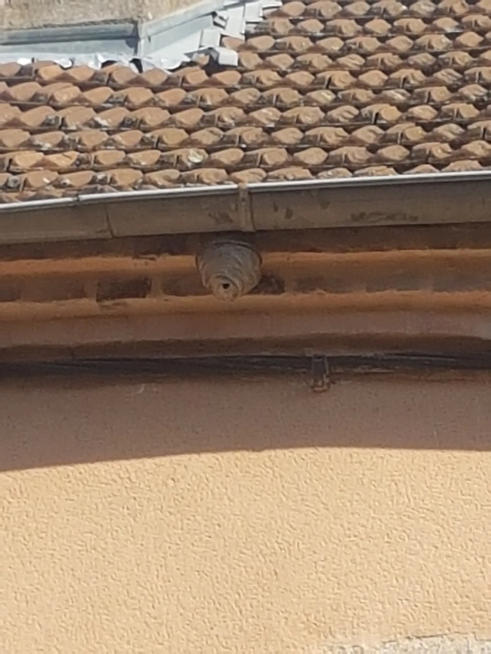 Nid / nuisance à Châtel-Montagne (03) — SignalNids