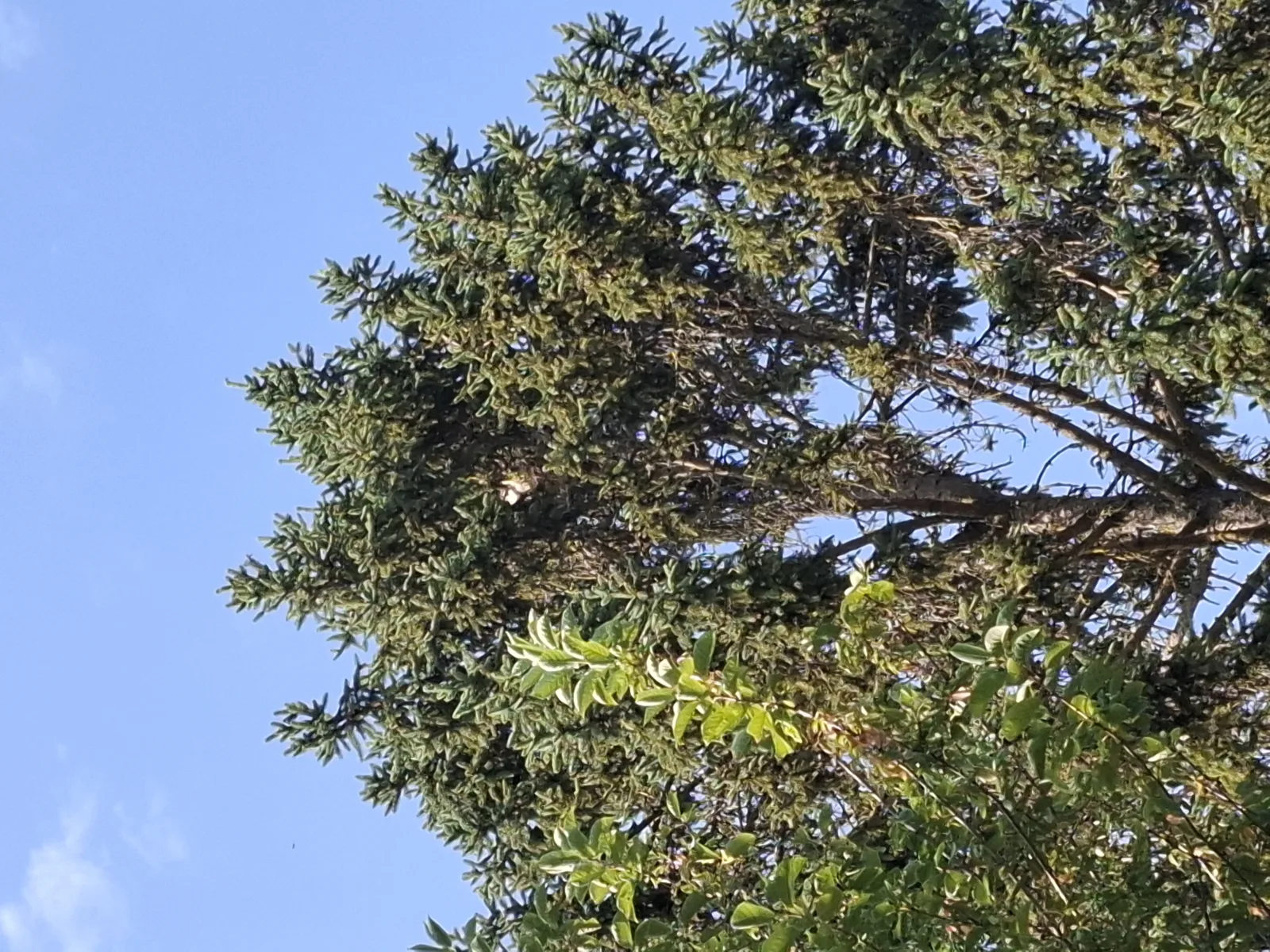 Nid de frelon asiatique à Saint-Pryvé-Saint-Mesmin (45) — SignalNids