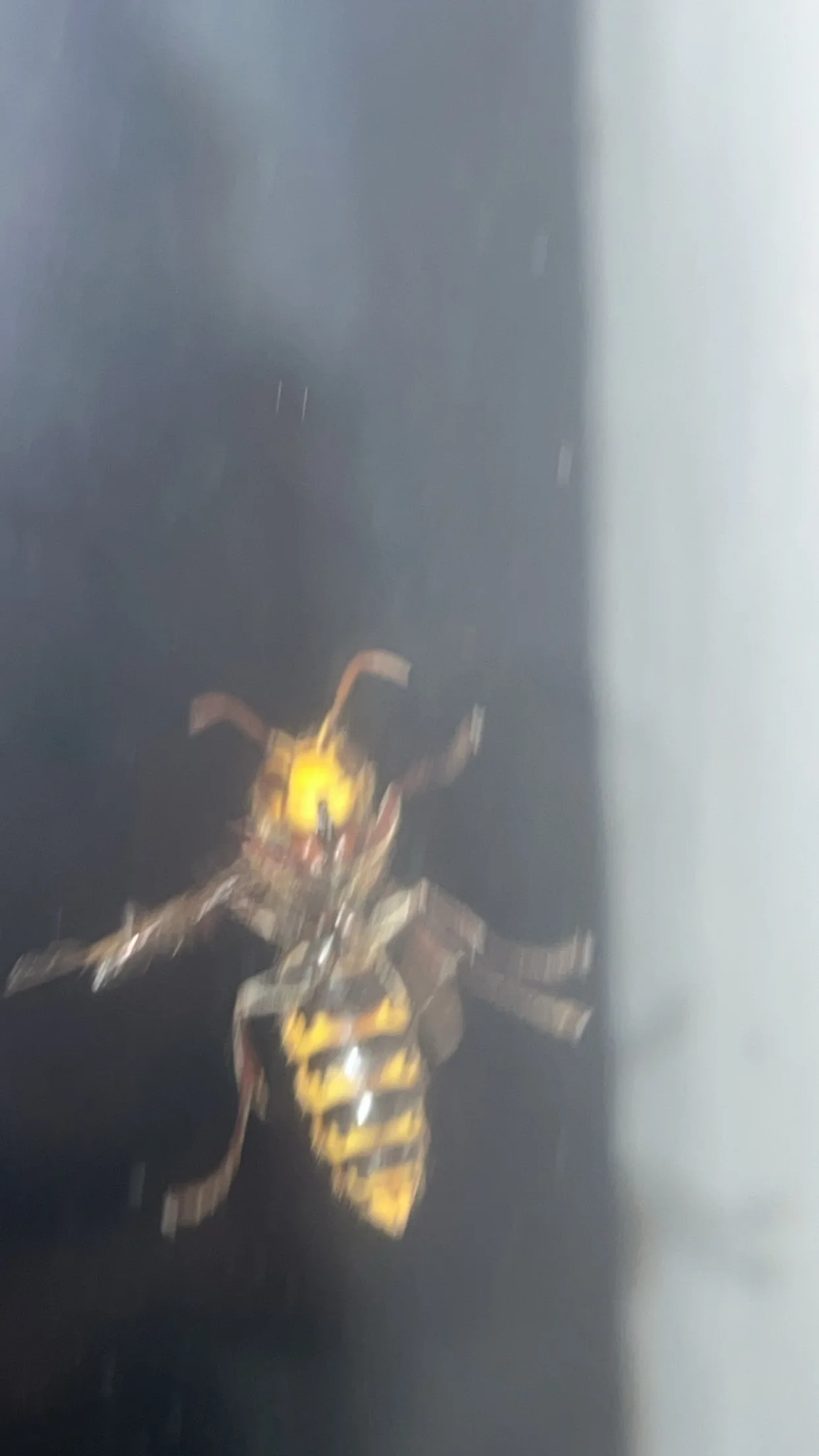 Nid de frelon européen à Beaussais-Vitré (79) — SignalNids