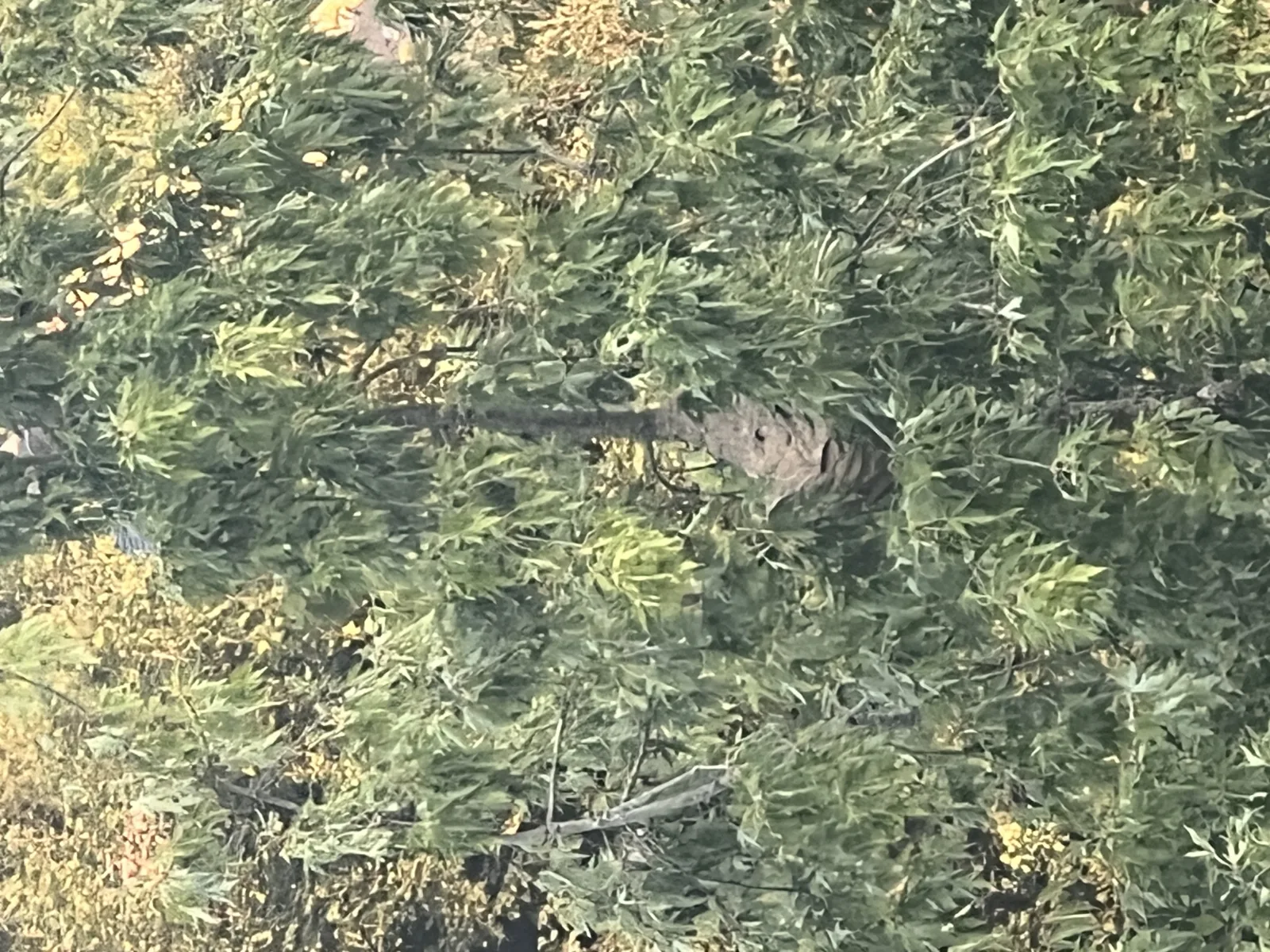 Nid / nuisance à Mont-Saint-Aignan (76) — SignalNids