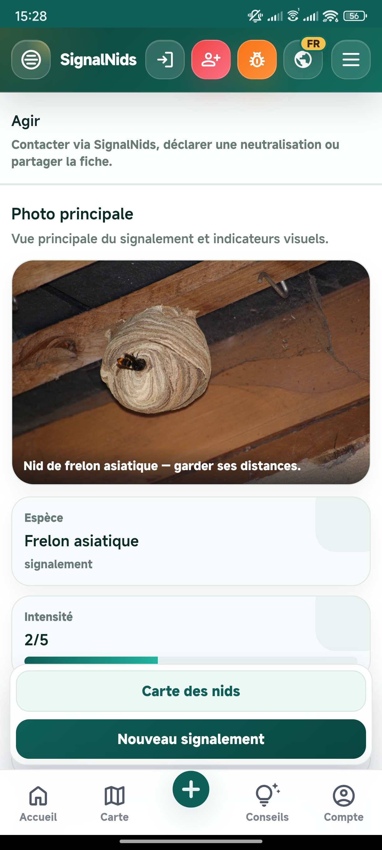 Nid de frelon asiatique à Saint-Laurent-Blangy (62) — SignalNids