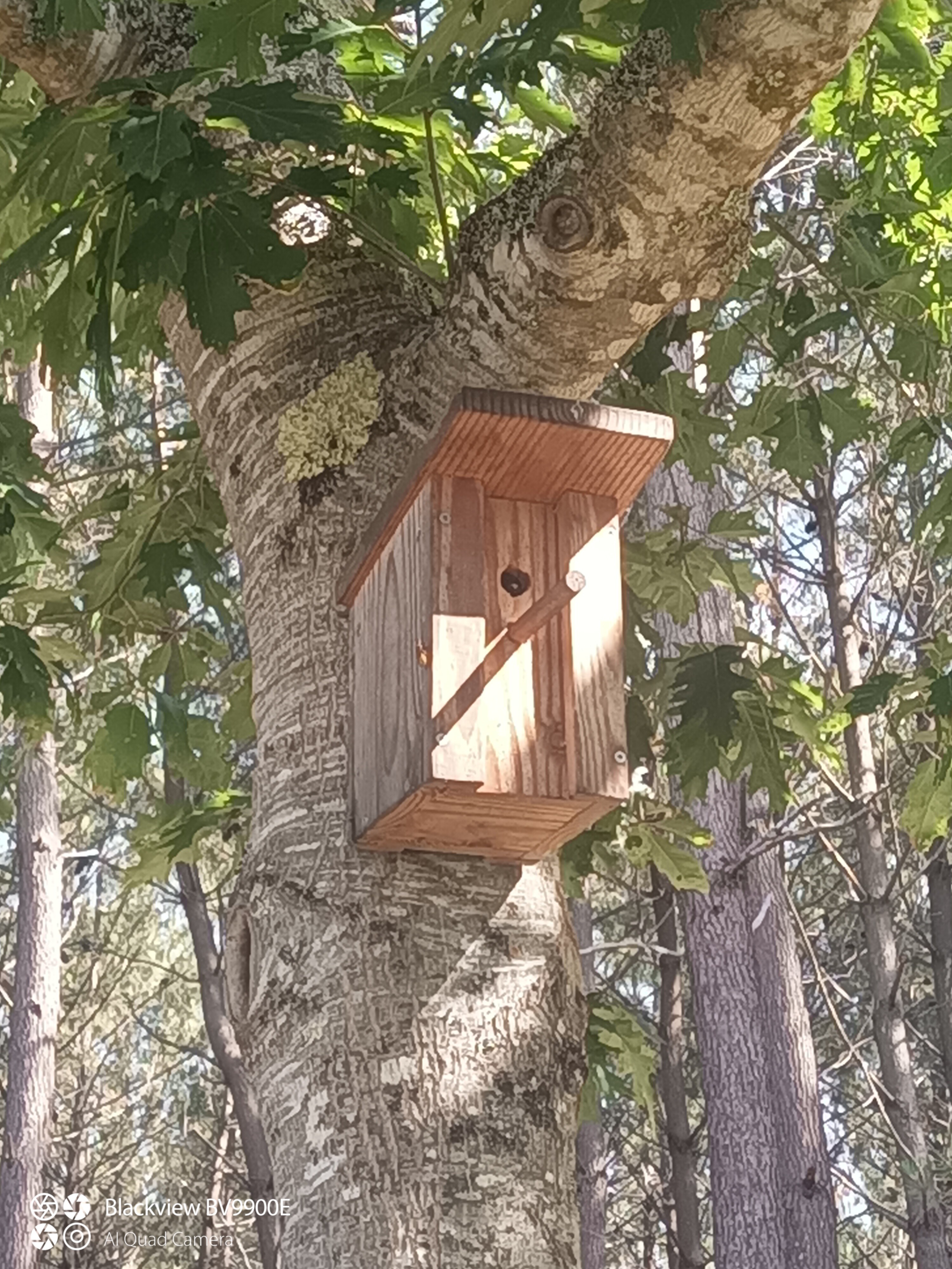 Nid de frelon asiatique à Lège-Cap-Ferret (33) — SignalNids