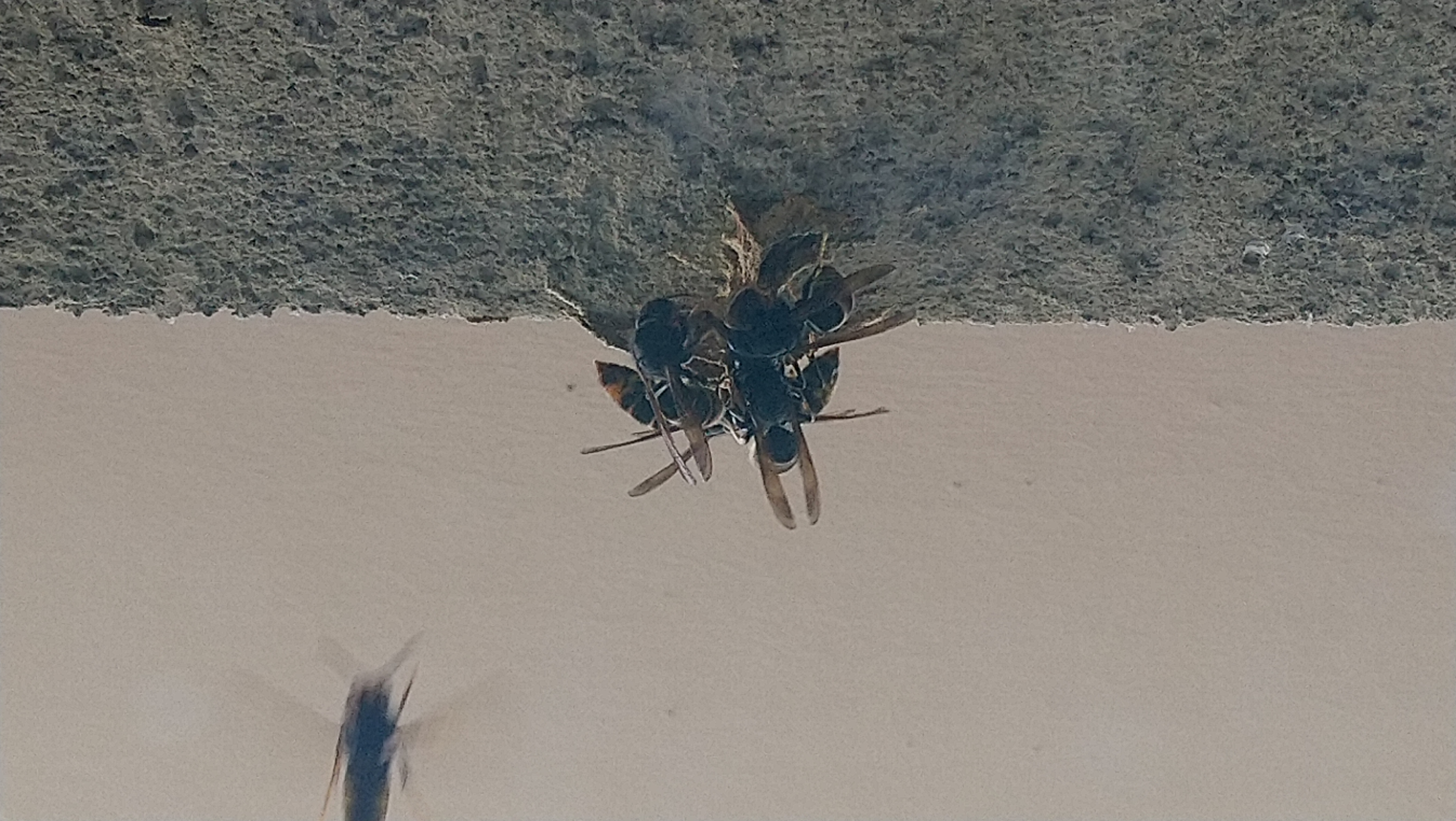 Nid de frelon asiatique à Toulouse (31) — SignalNids