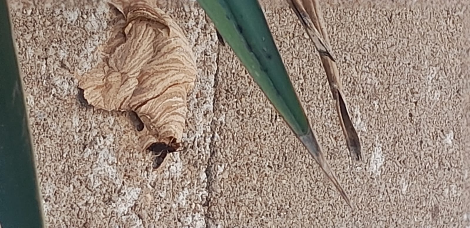 Nid de frelon asiatique à AIZENAY (85) — SignalNids