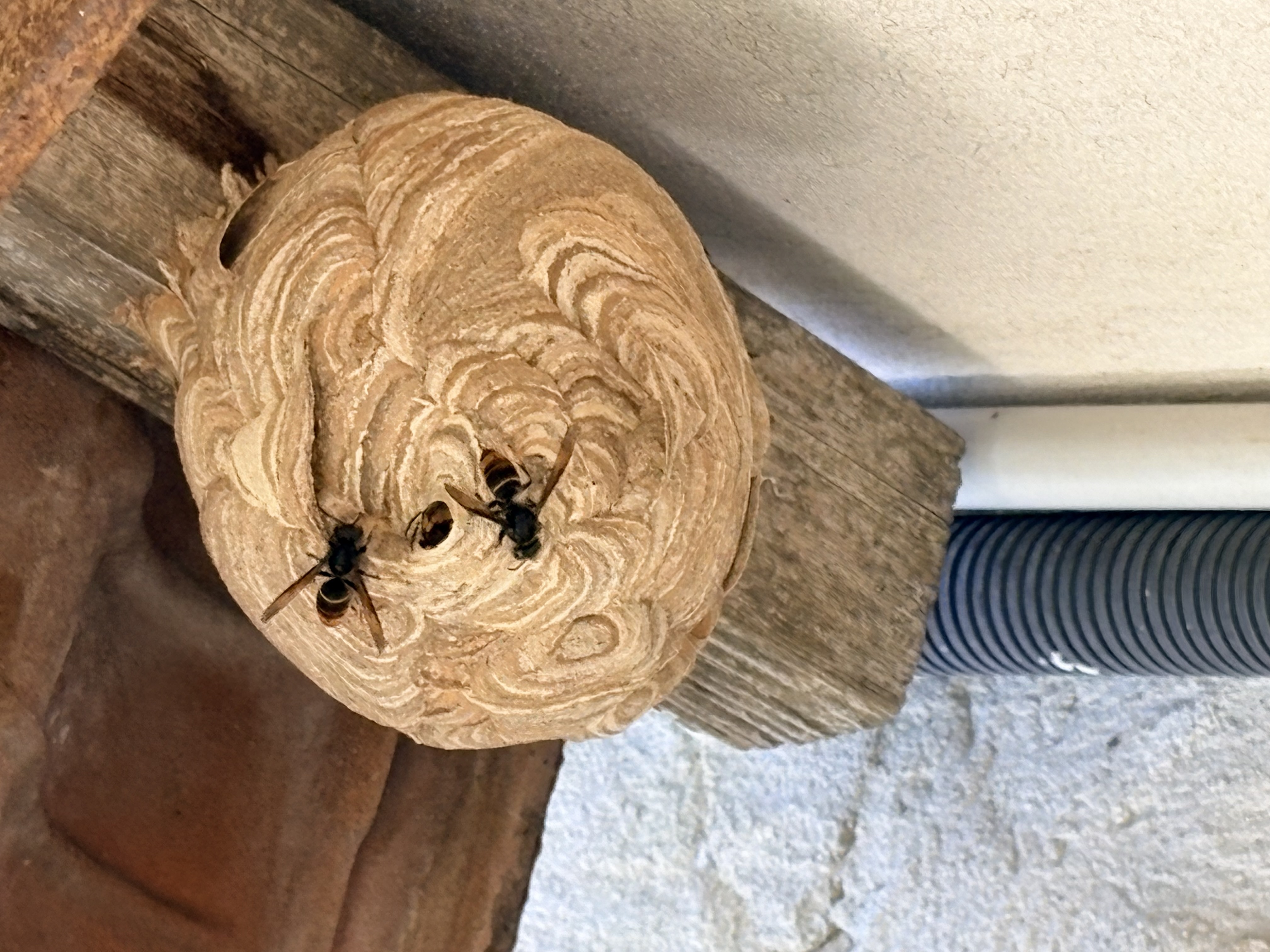Nid de frelon asiatique à Arles (13) — SignalNids