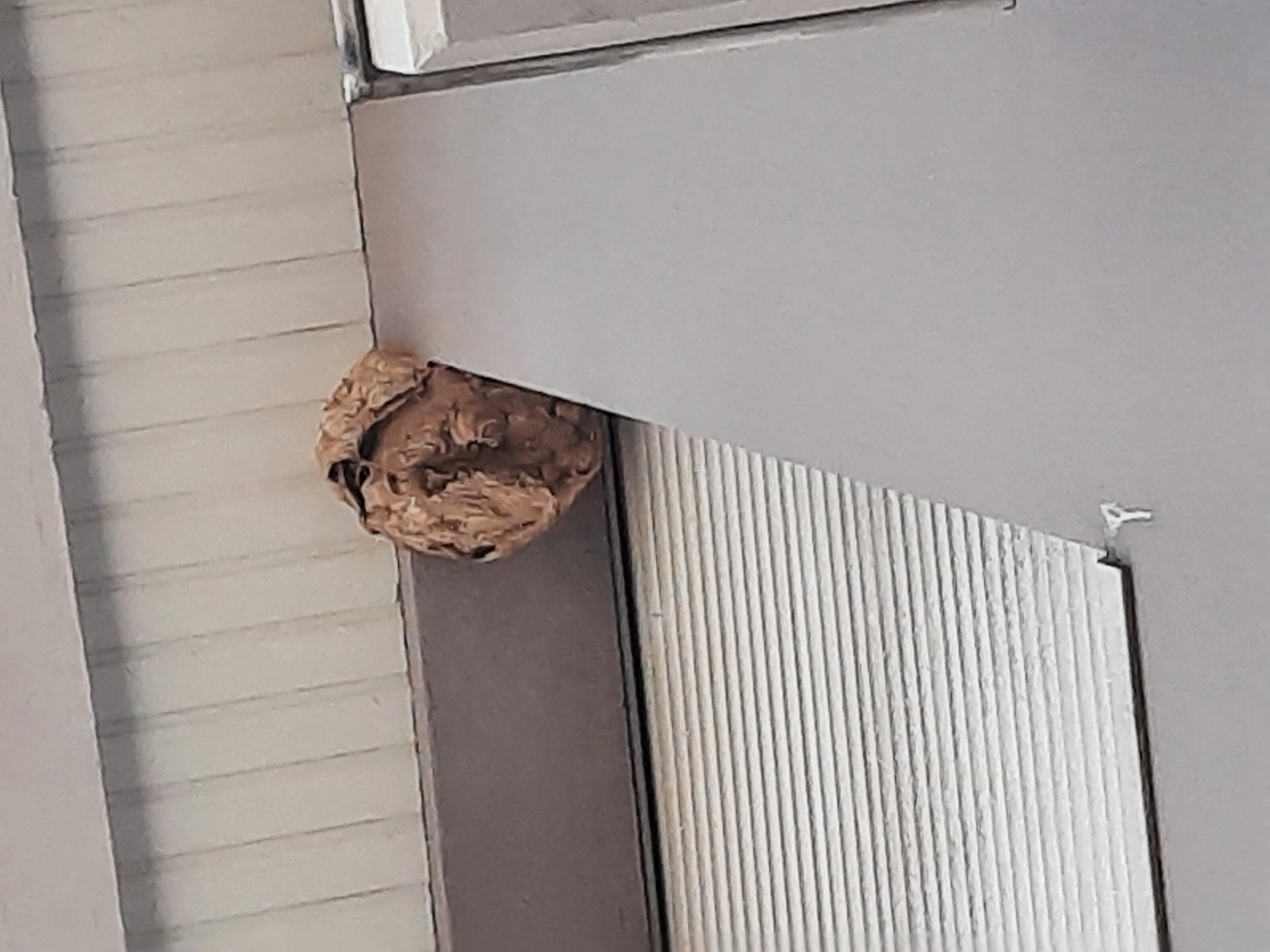 Nid de frelon asiatique à Nantes (44) — SignalNids