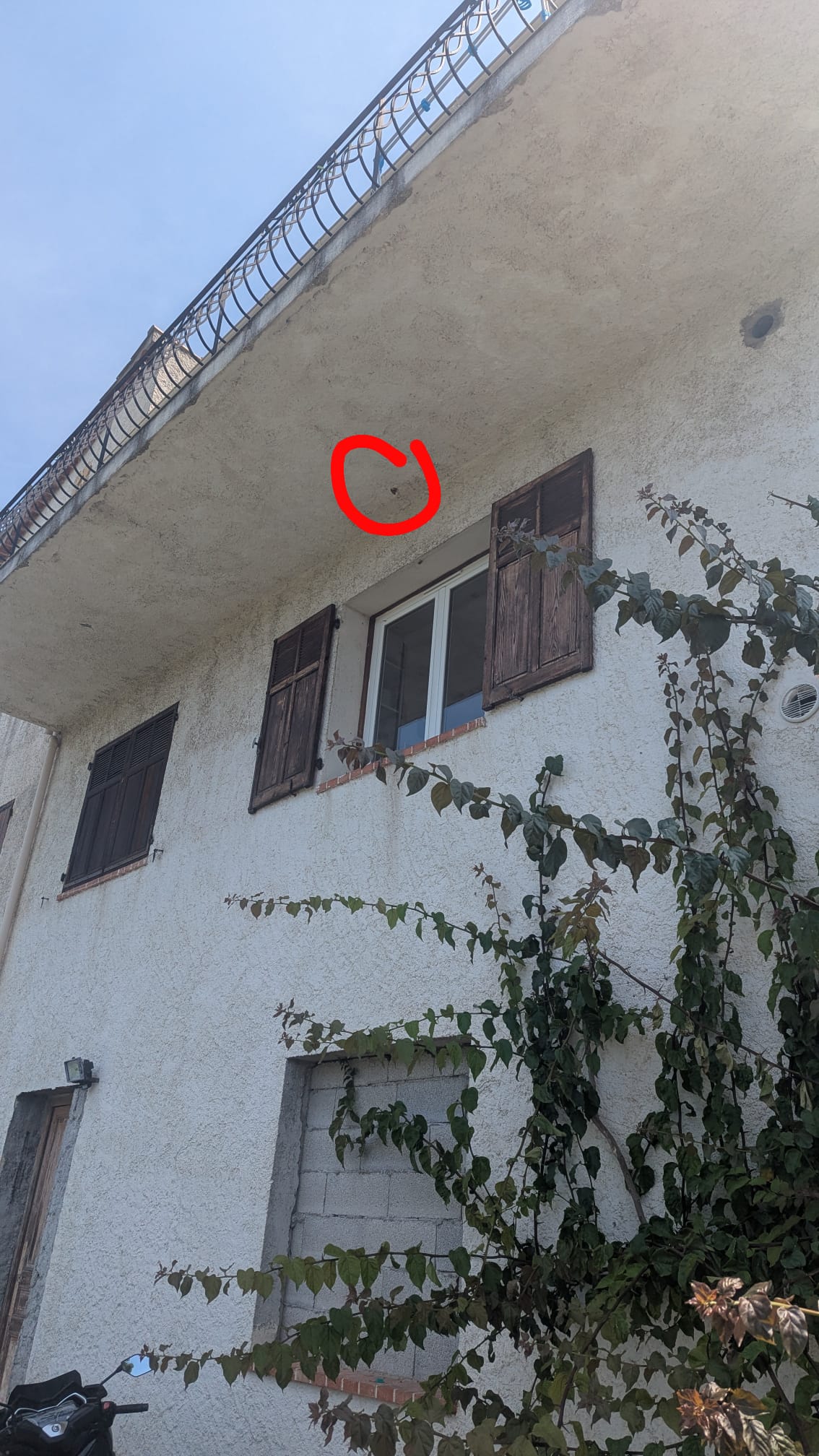Nid de frelon asiatique à Biot (06) — SignalNids