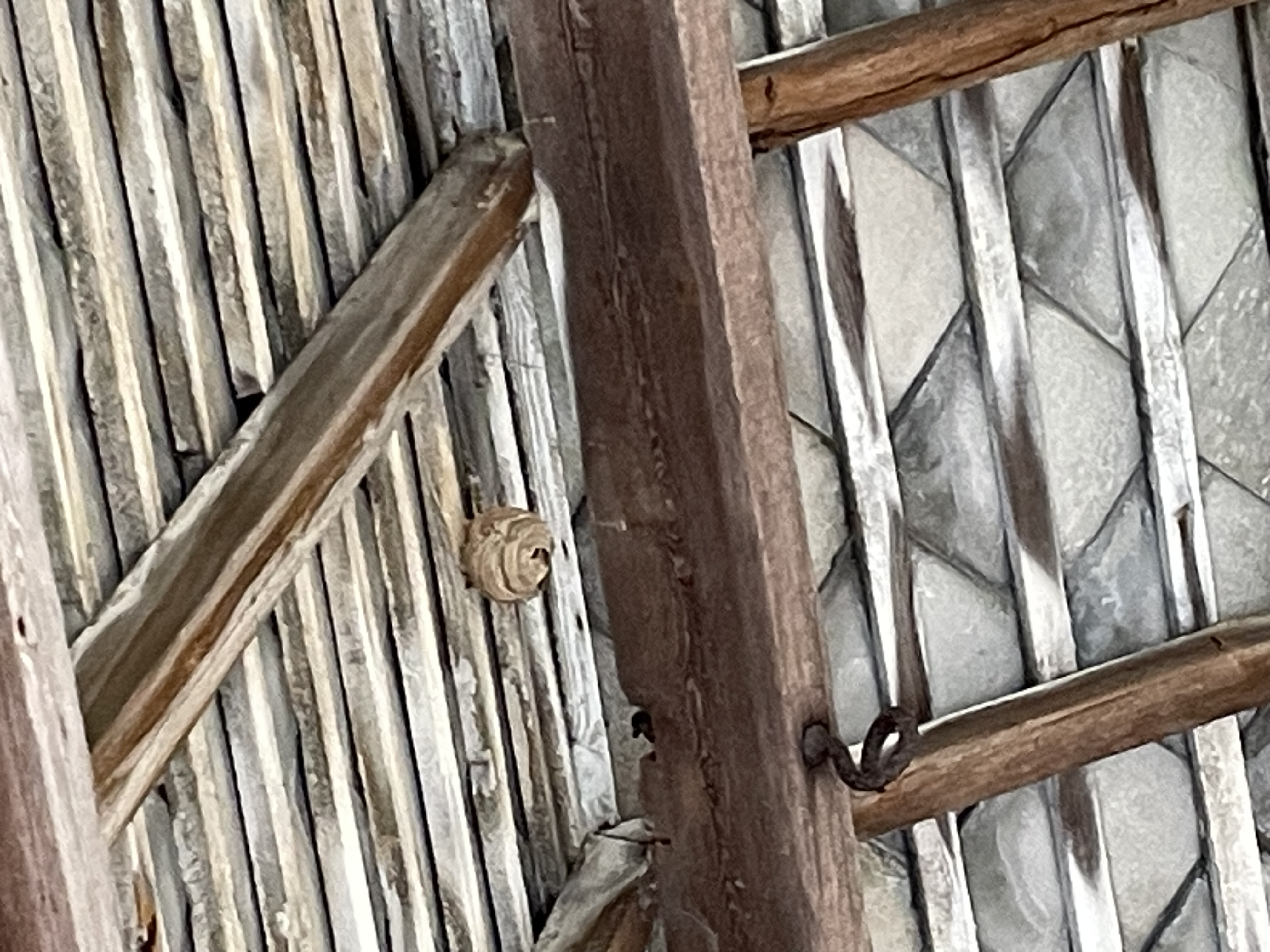 Nid de frelon asiatique à Licques (62) — SignalNids