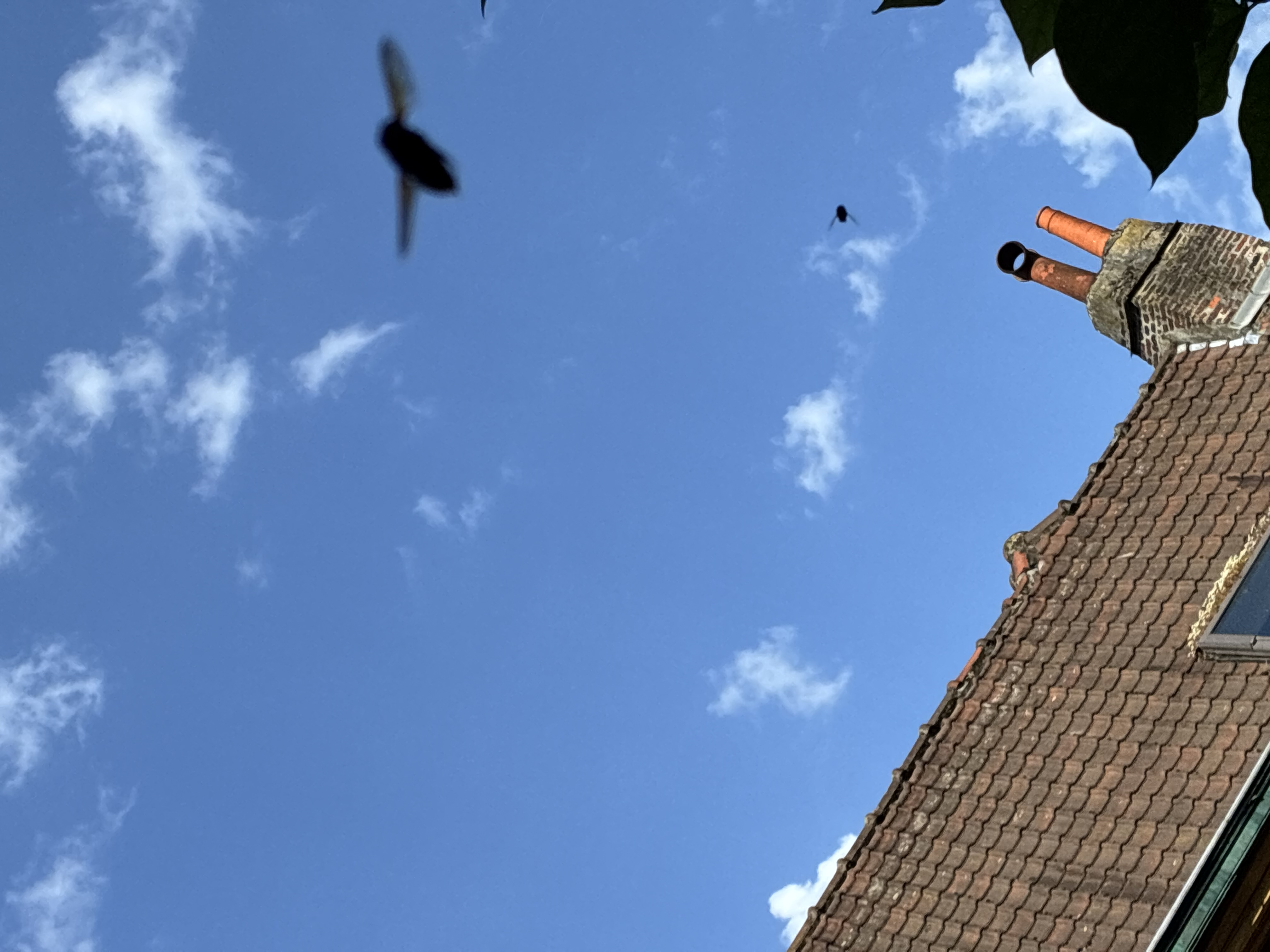 Nid de frelon asiatique à Lille (59) — SignalNids