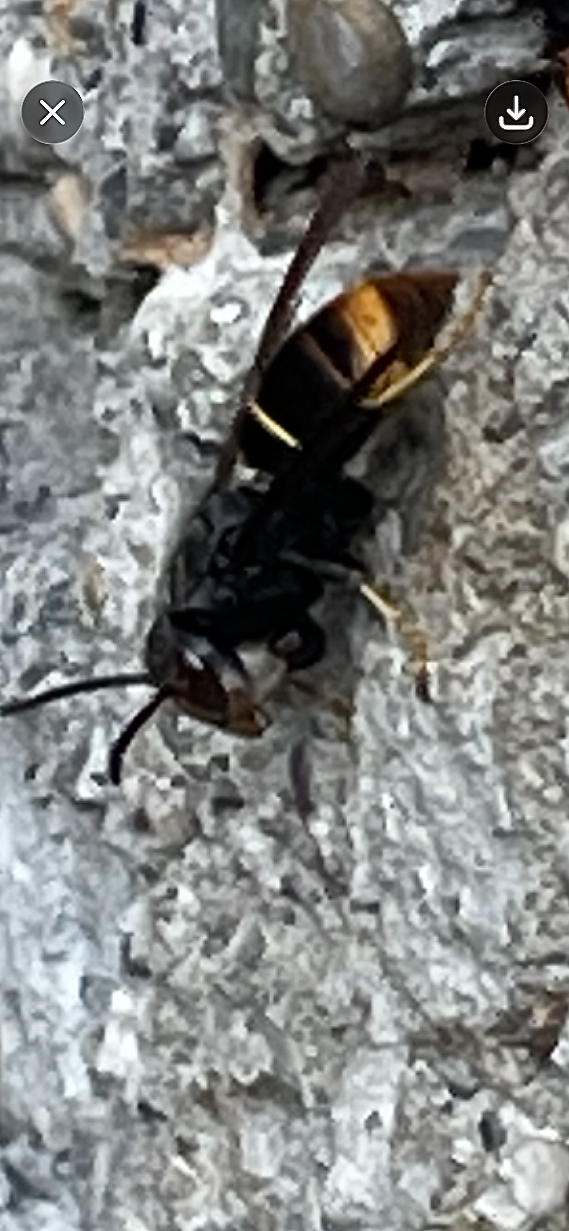 Nid de frelon asiatique à Kembs (68) — SignalNids