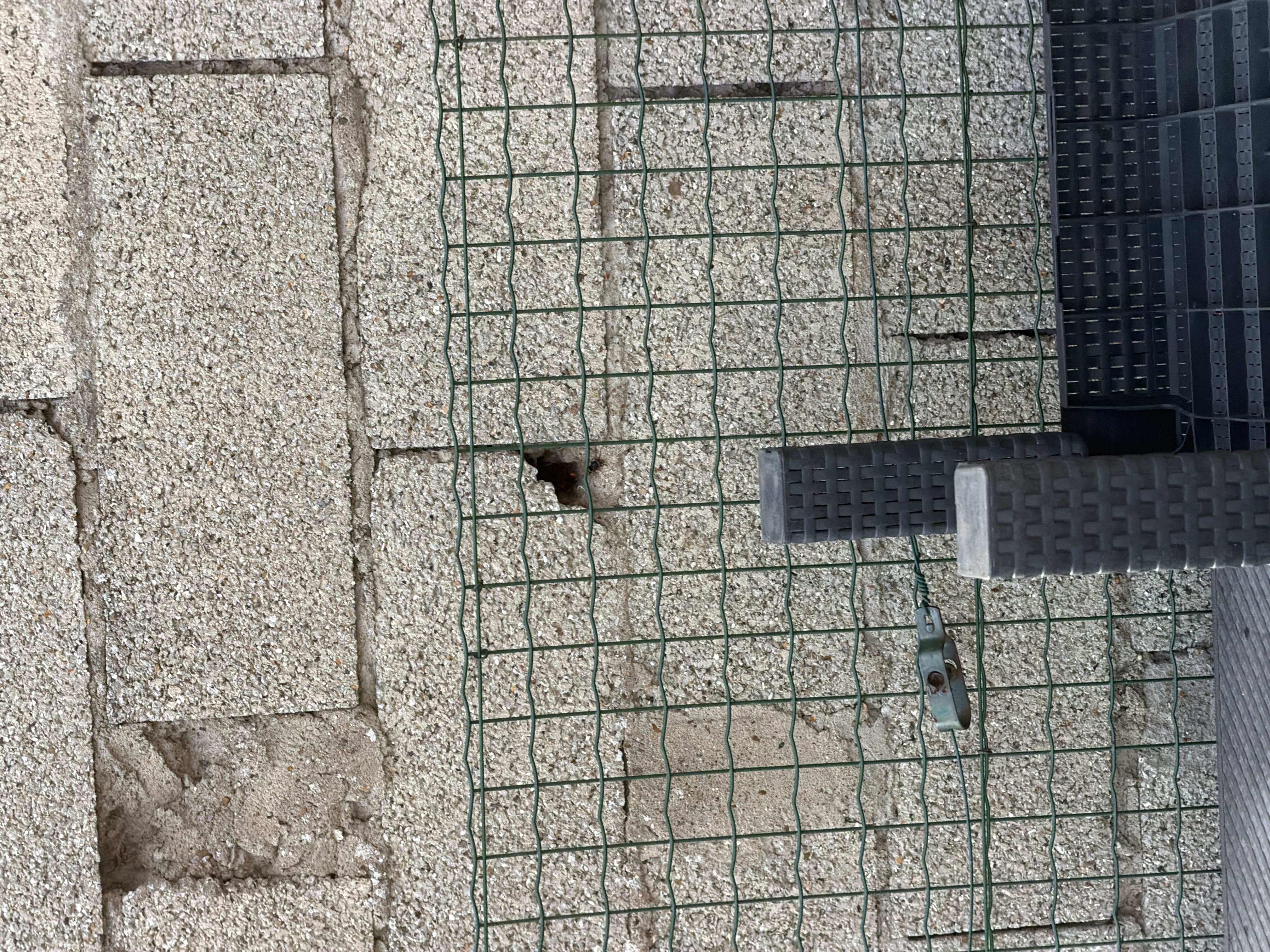 Nid de frelon asiatique à Coudekerque-Branche (59) — SignalNids