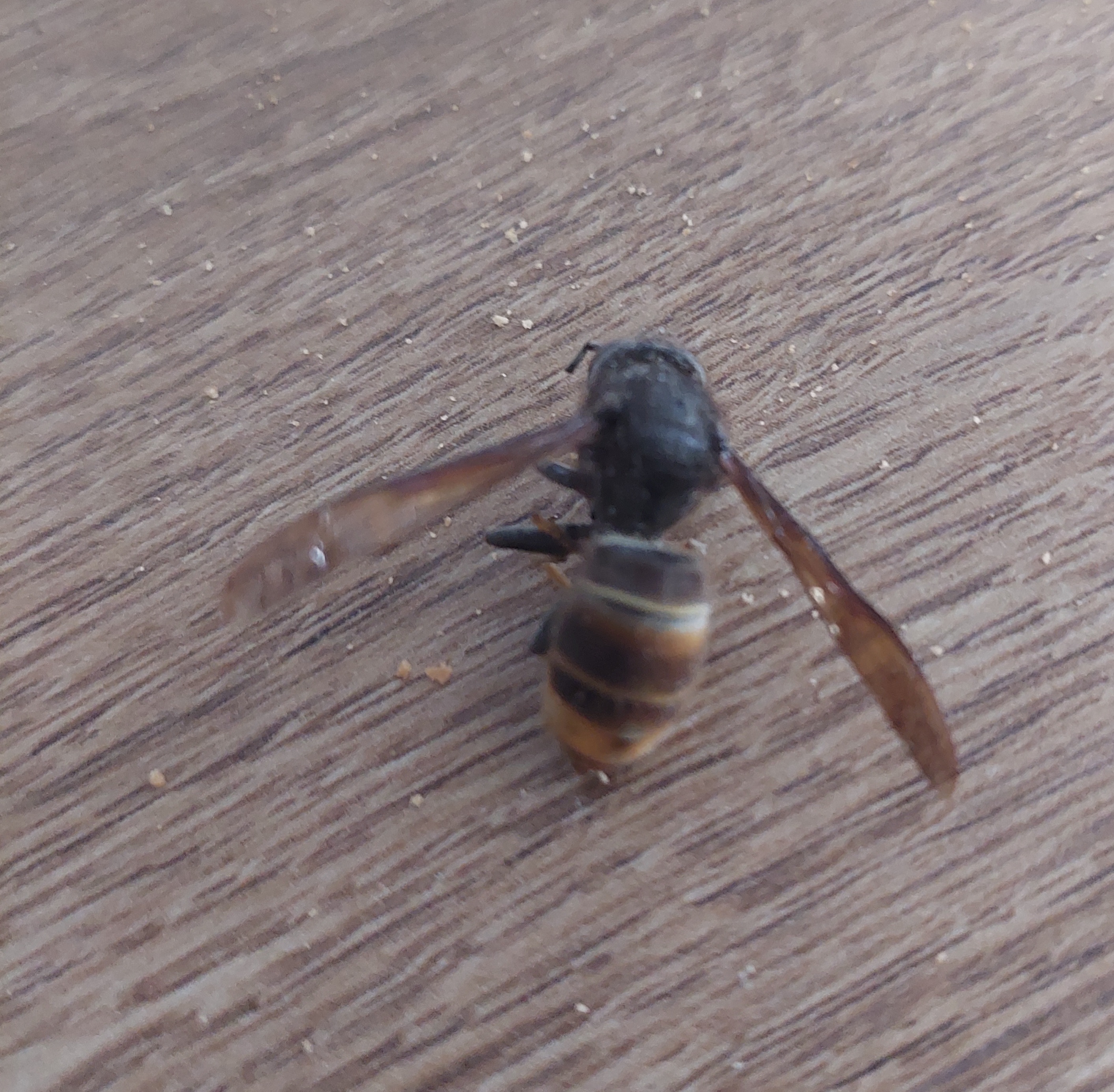 Nid de frelon asiatique à Lyon (69) — SignalNids
