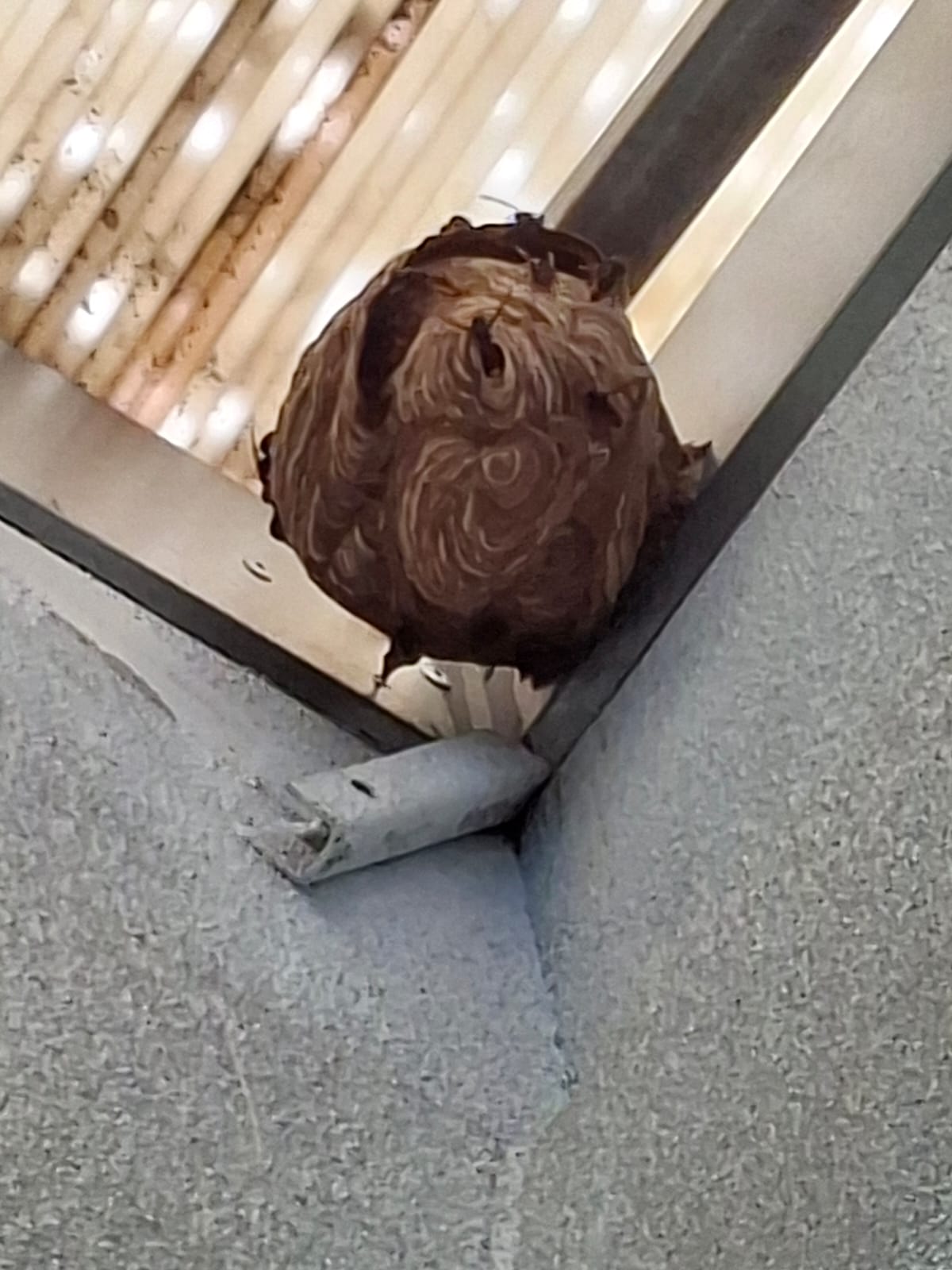 Nid de frelon asiatique à Antibes (06) — SignalNids