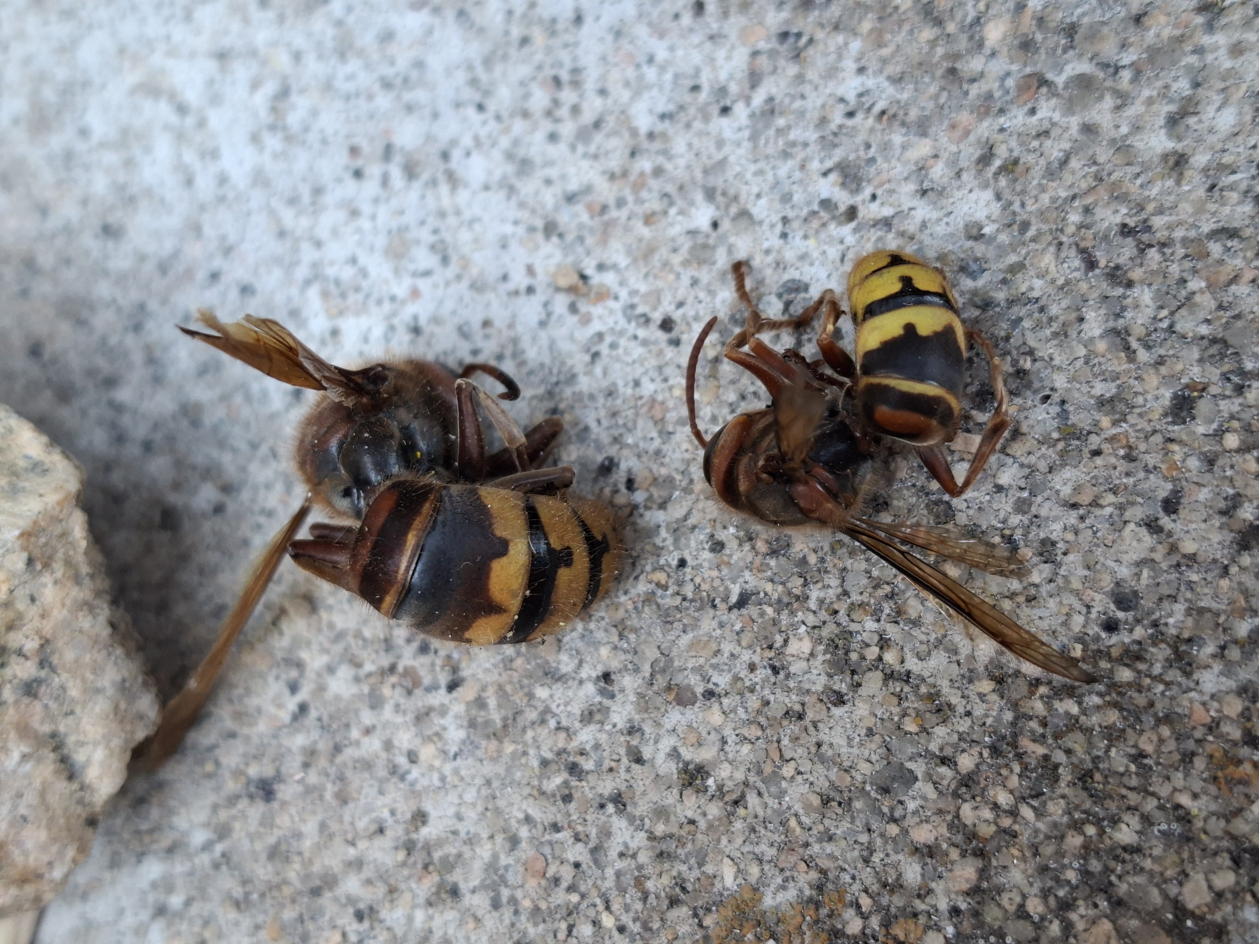 Nid de frelon asiatique à Saint-Jean-Roure (07) — SignalNids