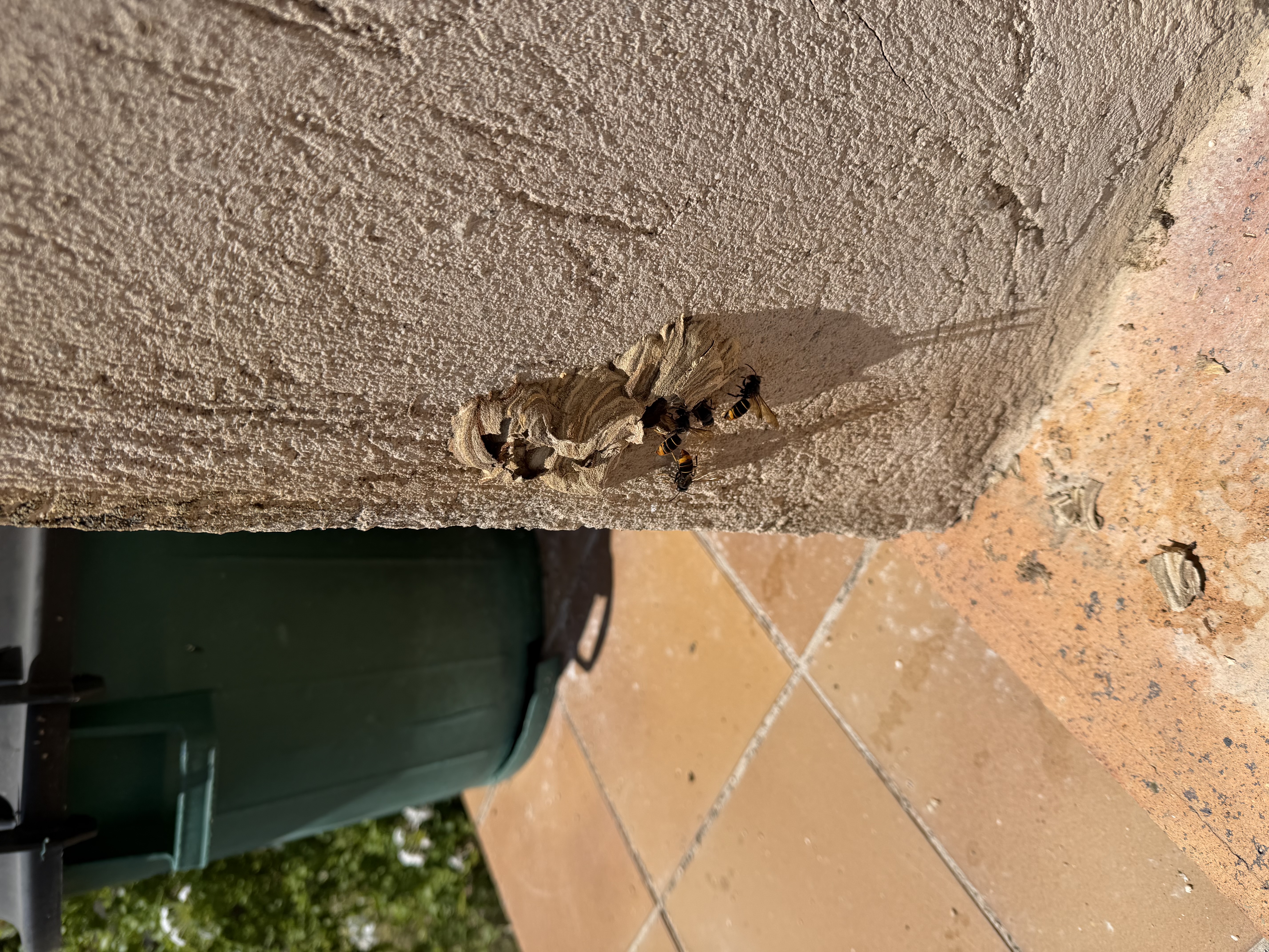 Nid de frelon asiatique à Mouans-Sartoux (06) — SignalNids