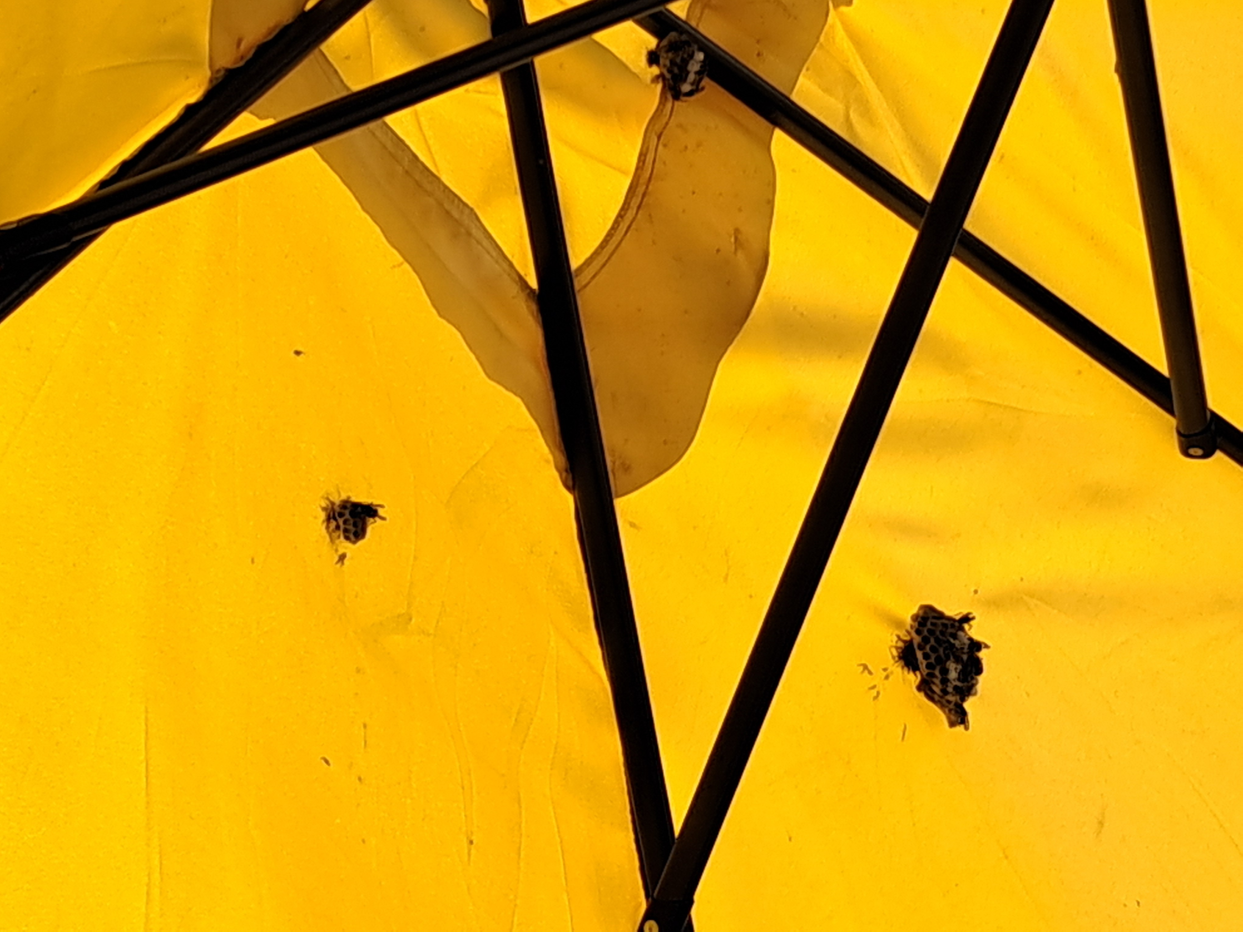 Nid de frelon asiatique à Moirans (38) — SignalNids
