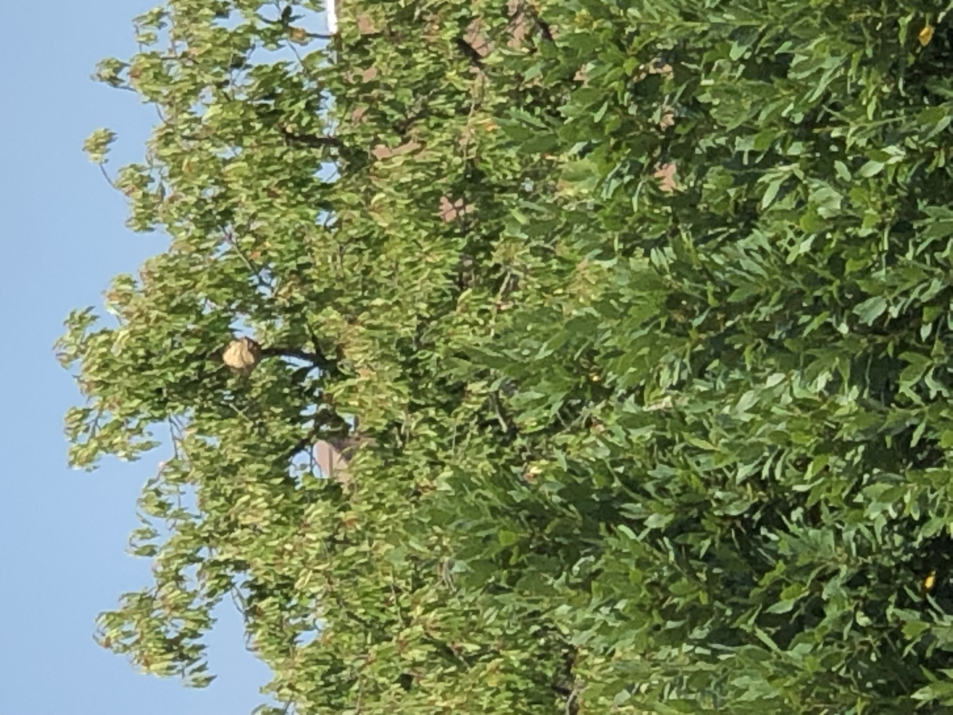 Nid de frelon asiatique à Le Bouscat (33) — SignalNids