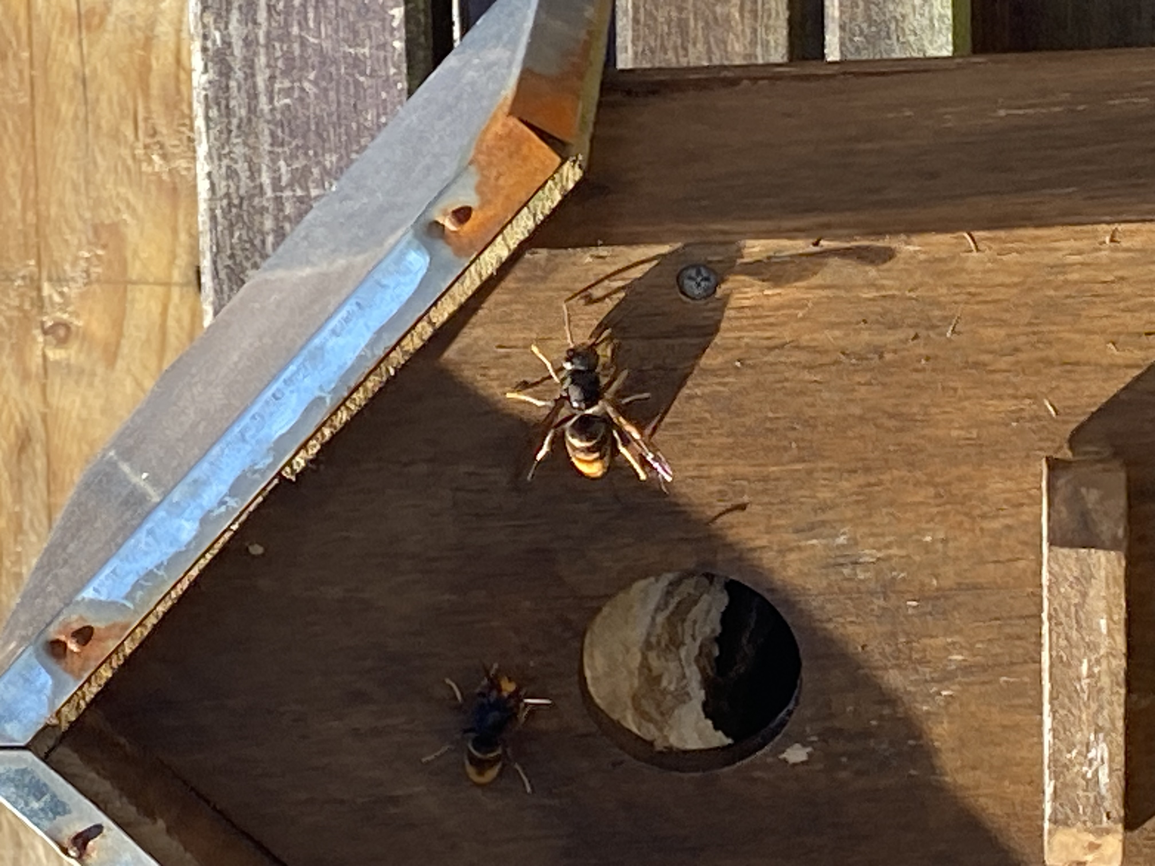 Nid de frelon asiatique à Quéven (56) — SignalNids