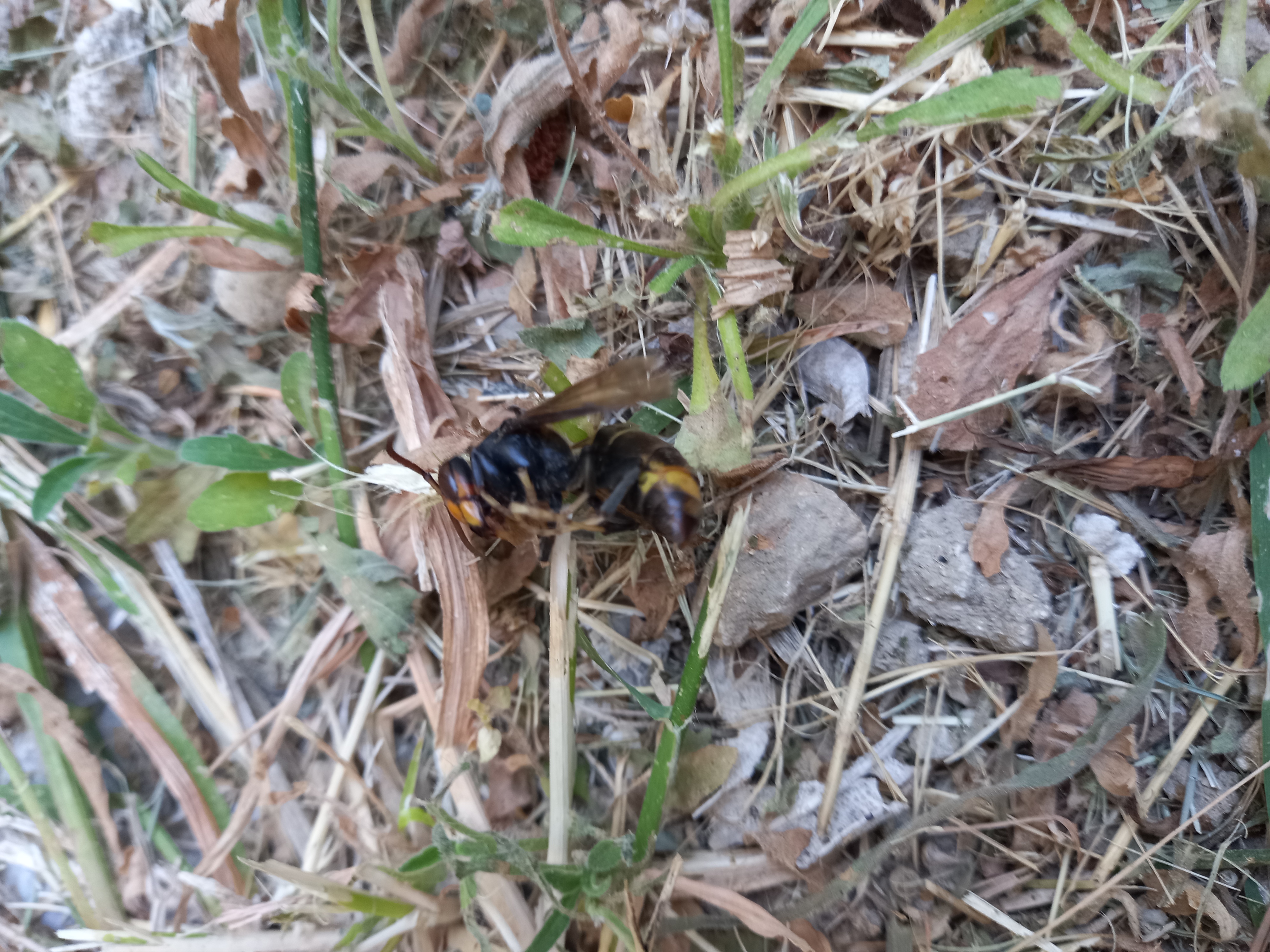 Nid de frelon asiatique à Montpellier (34) — SignalNids