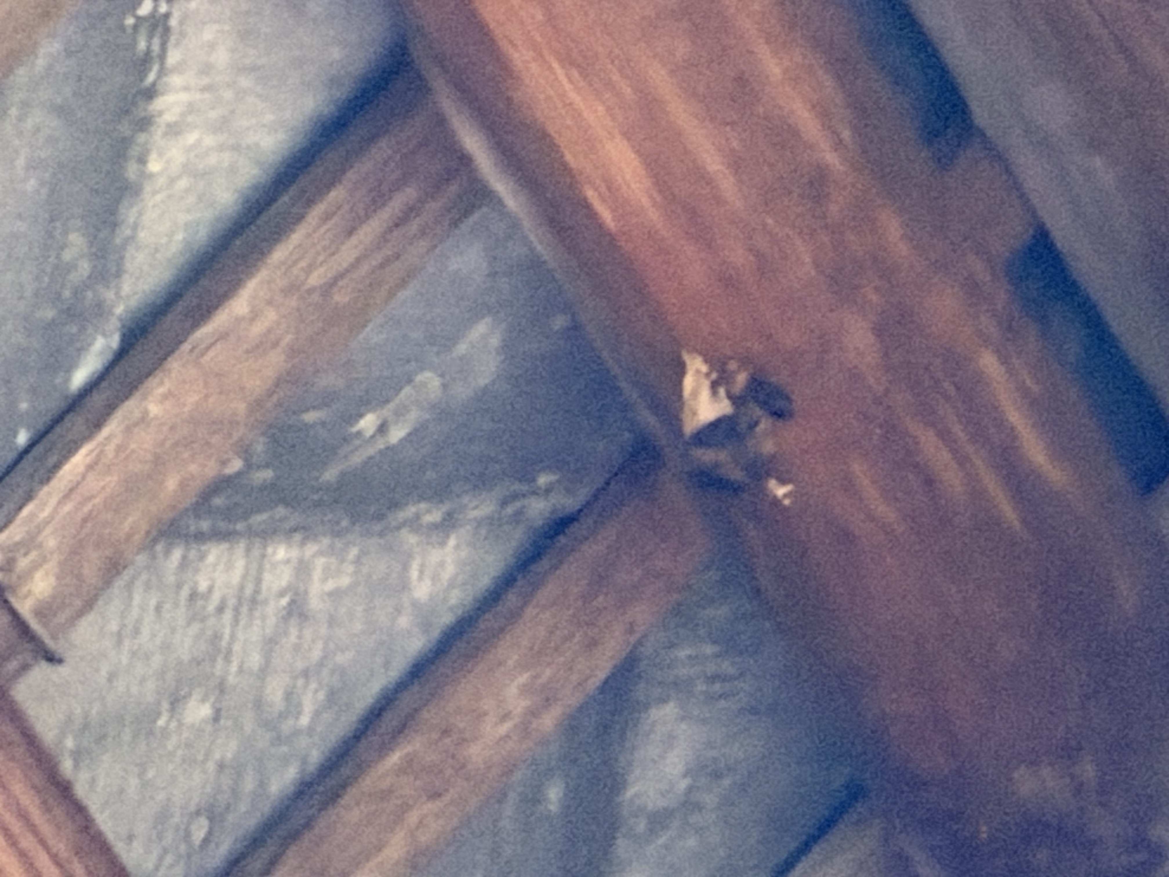 Nid de frelon asiatique à Balleroy-sur-Drôme (14) — SignalNids
