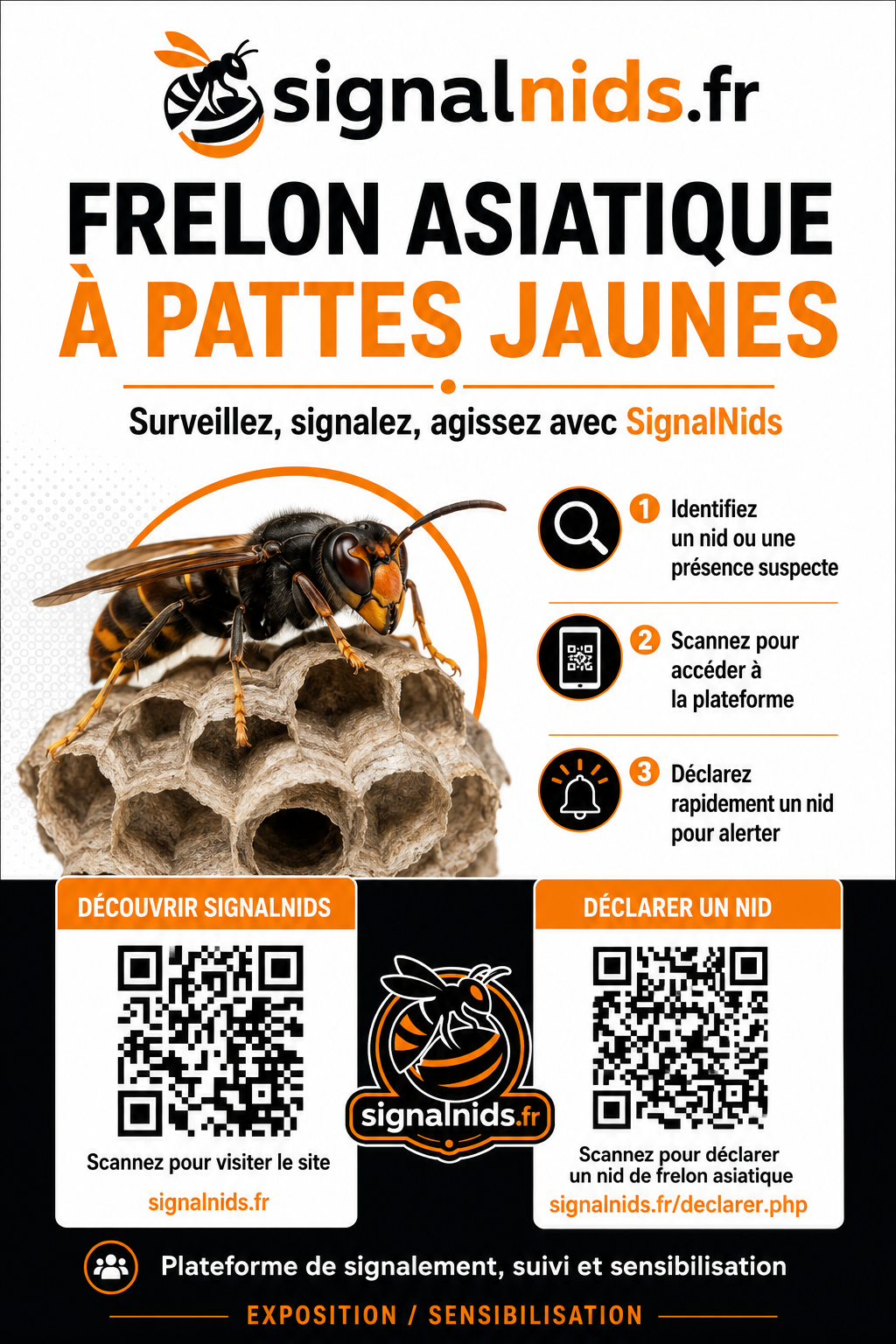 Nid de frelon asiatique à Saint-Laurent-Blangy (62) — SignalNids