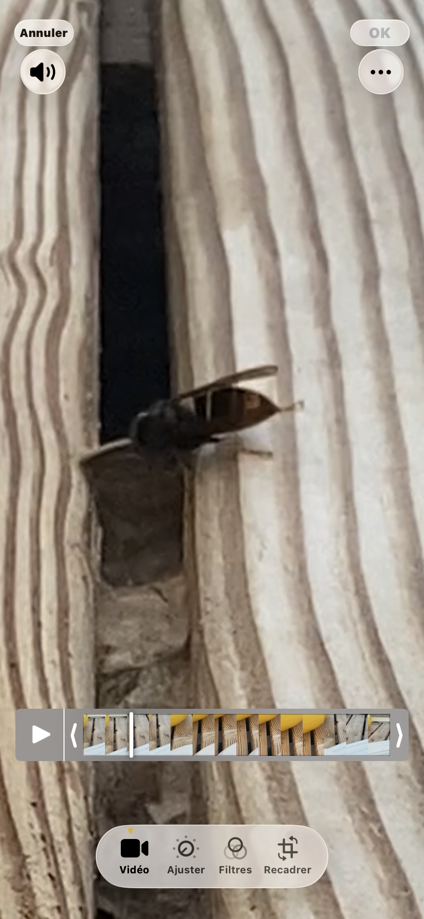 Nid de frelon asiatique à Saint-Pardoux-le-Lac (87) — SignalNids