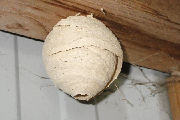 Nid de frelon asiatique à Saint-Martin-la-Pallu (86) — SignalNids