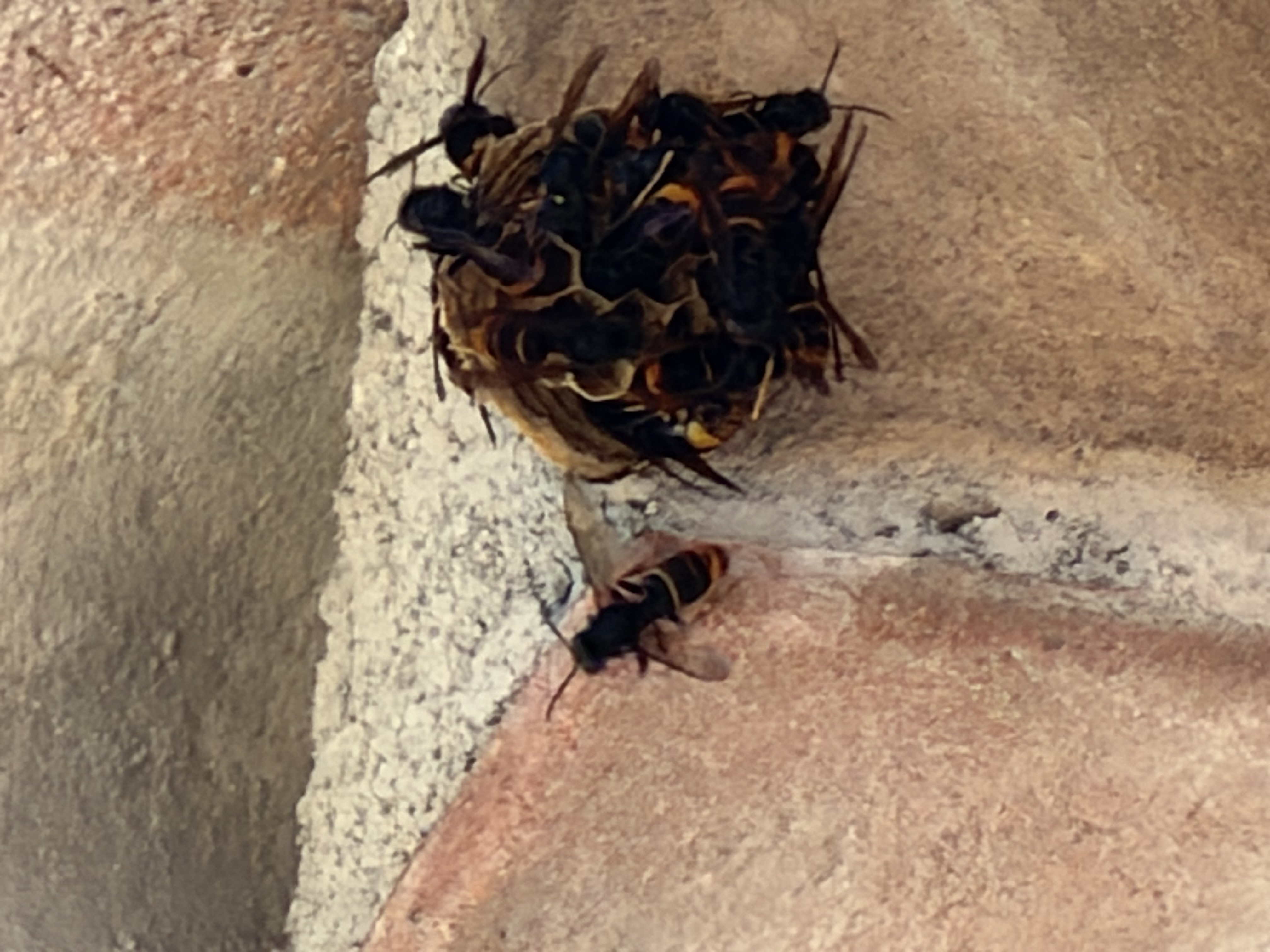 Nid de frelon asiatique à Mougins (06) — SignalNids