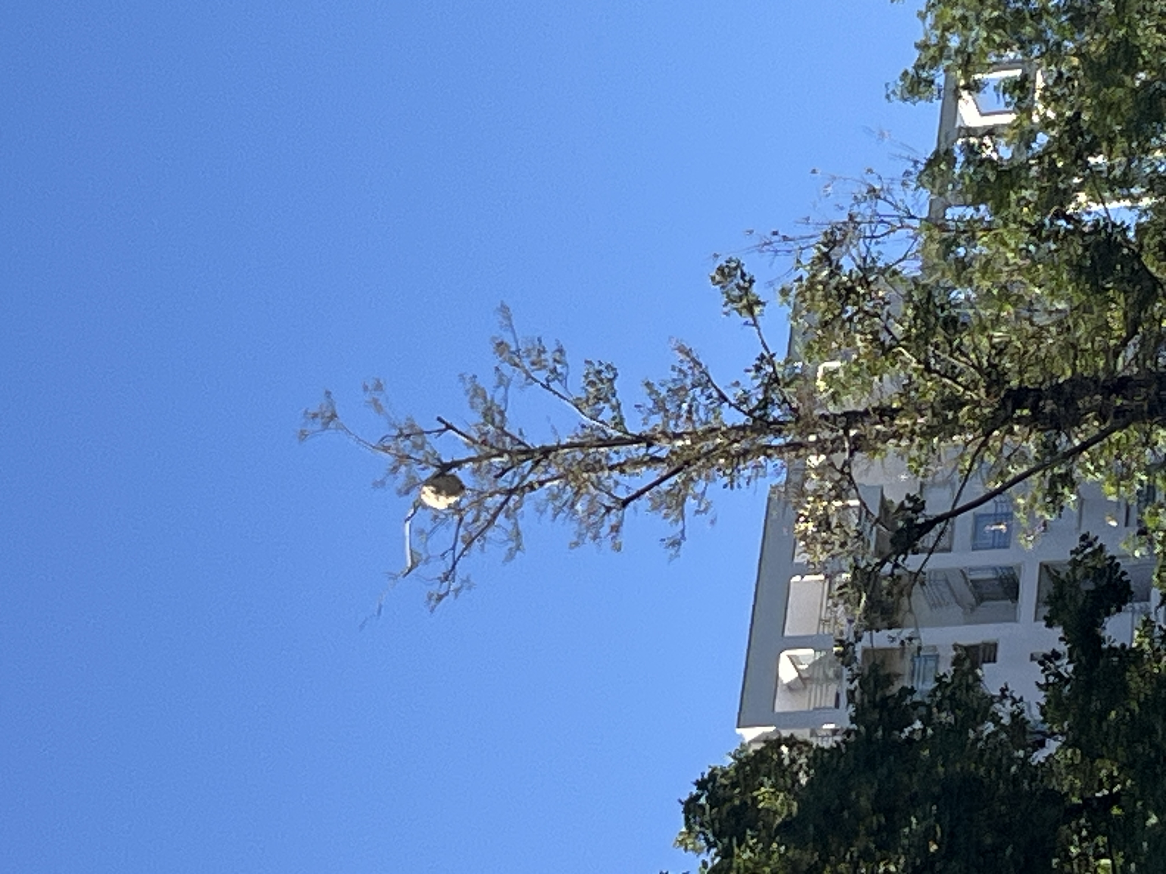 Nid de frelon asiatique à Poitiers (86) — SignalNids