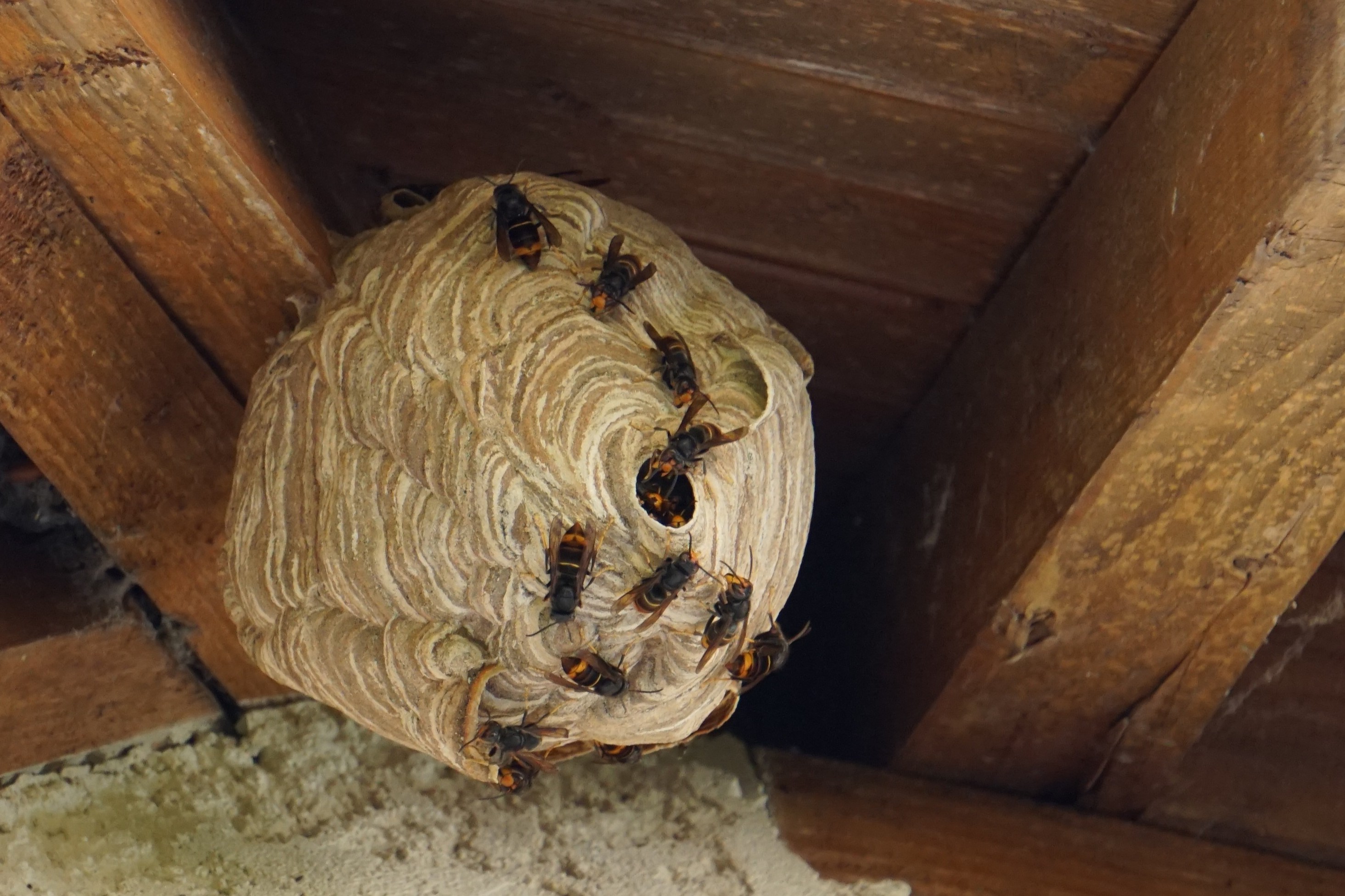 Nid de frelon asiatique à Laroche-Saint-Cydroine (89) — SignalNids