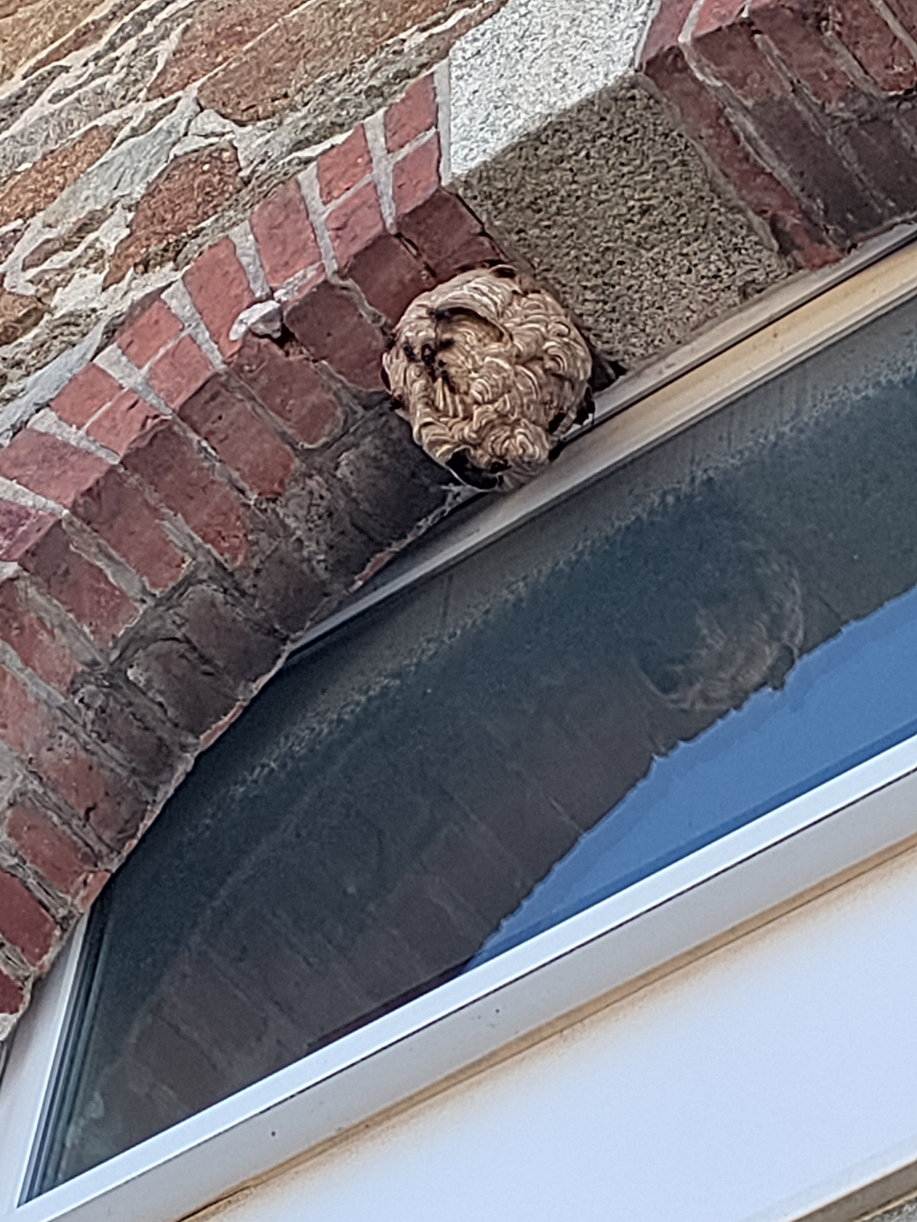 Nid de frelon asiatique à Brest (29) — SignalNids