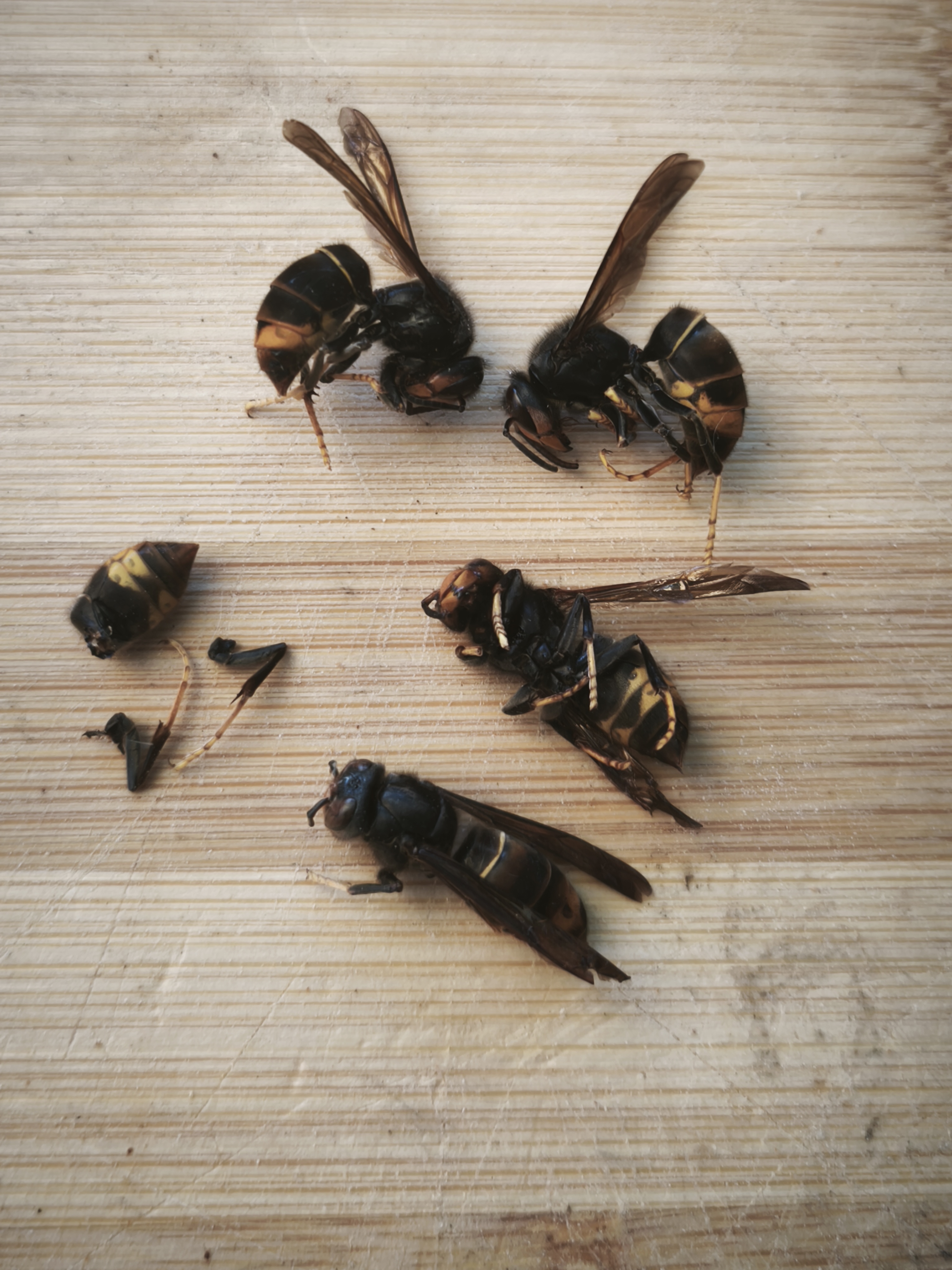 Nid de frelon asiatique à Strasbourg (67) — SignalNids