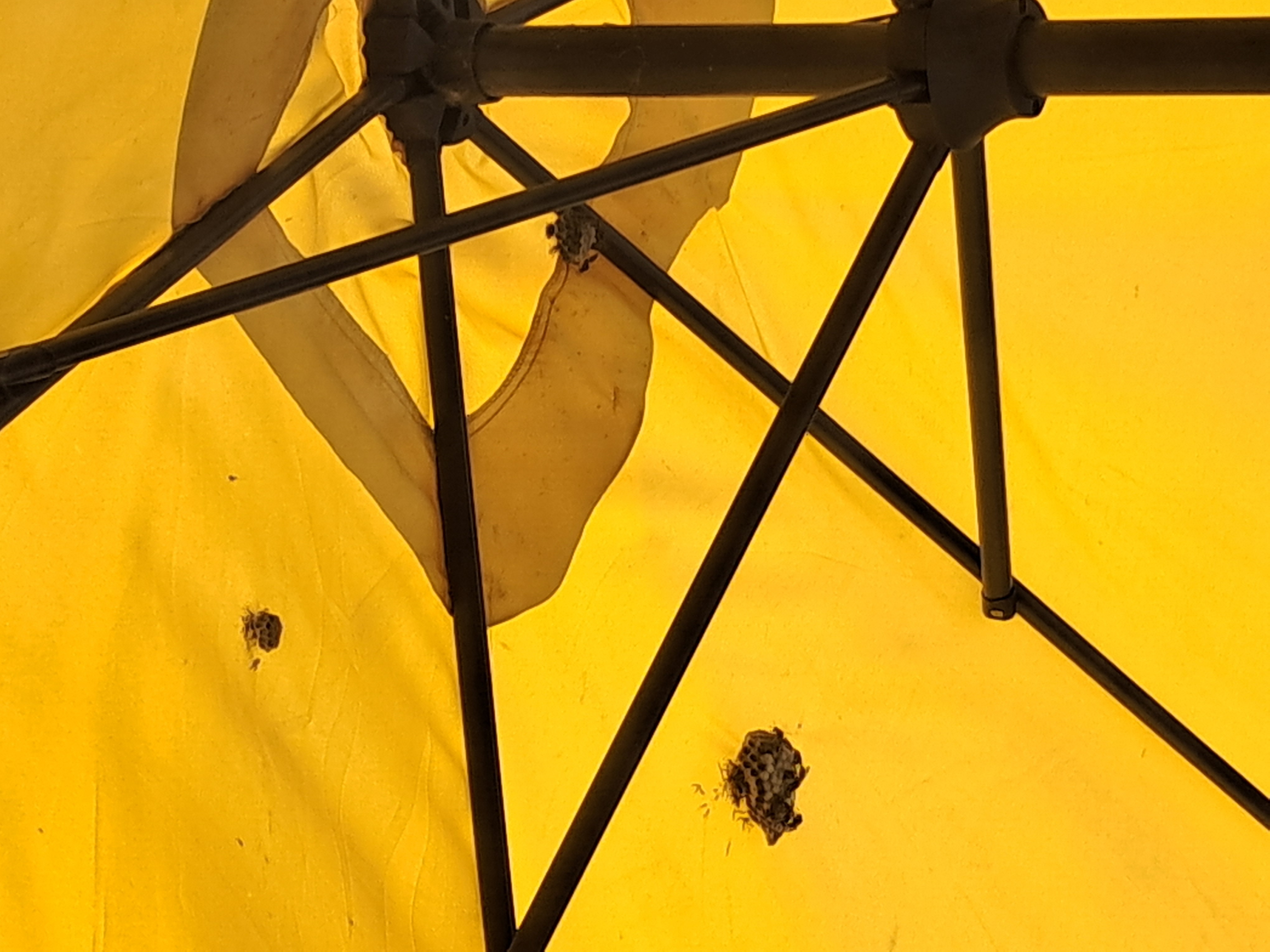 Nid de frelon asiatique à Moirans (38) — SignalNids