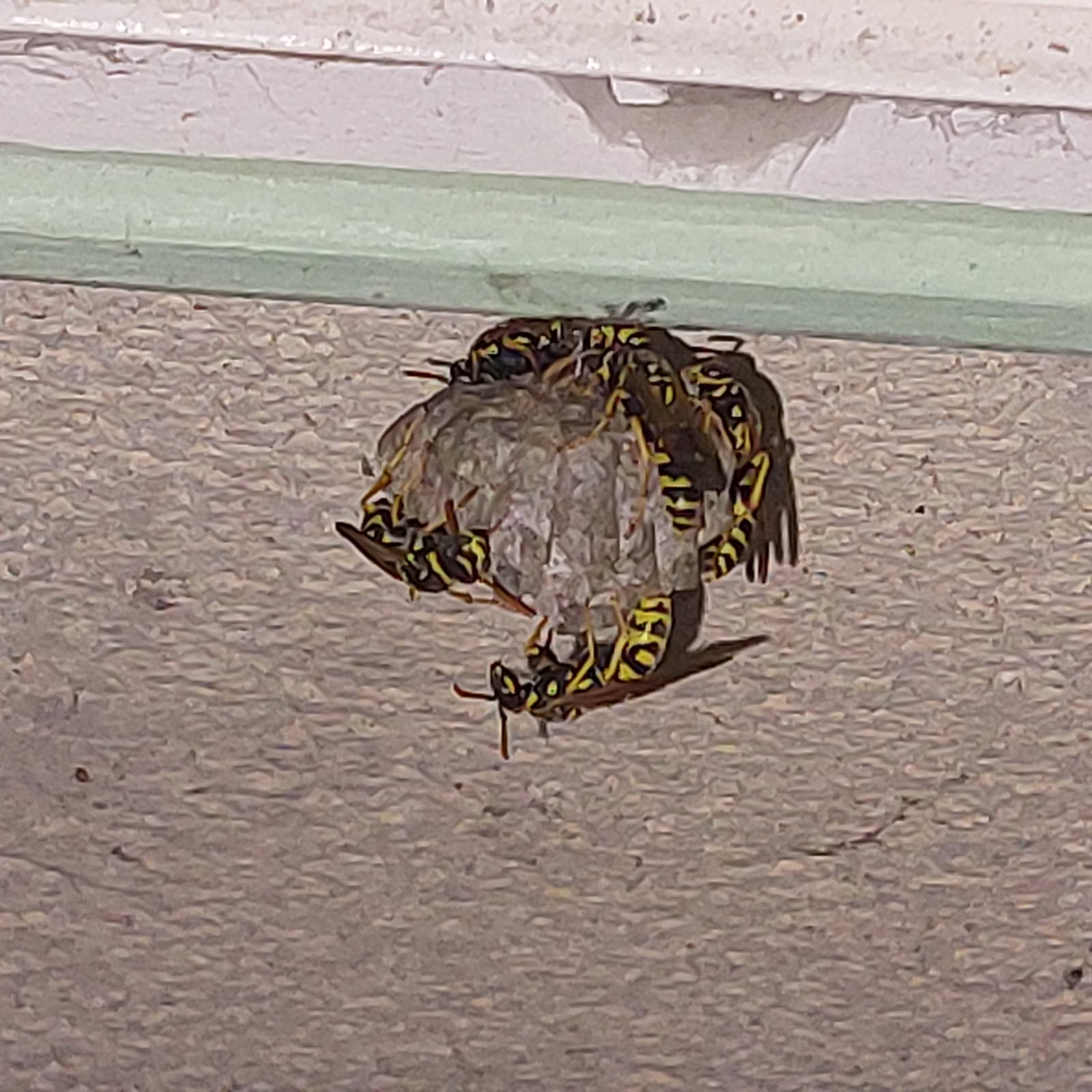 Nid de frelon asiatique à Pontoise (95) — SignalNids