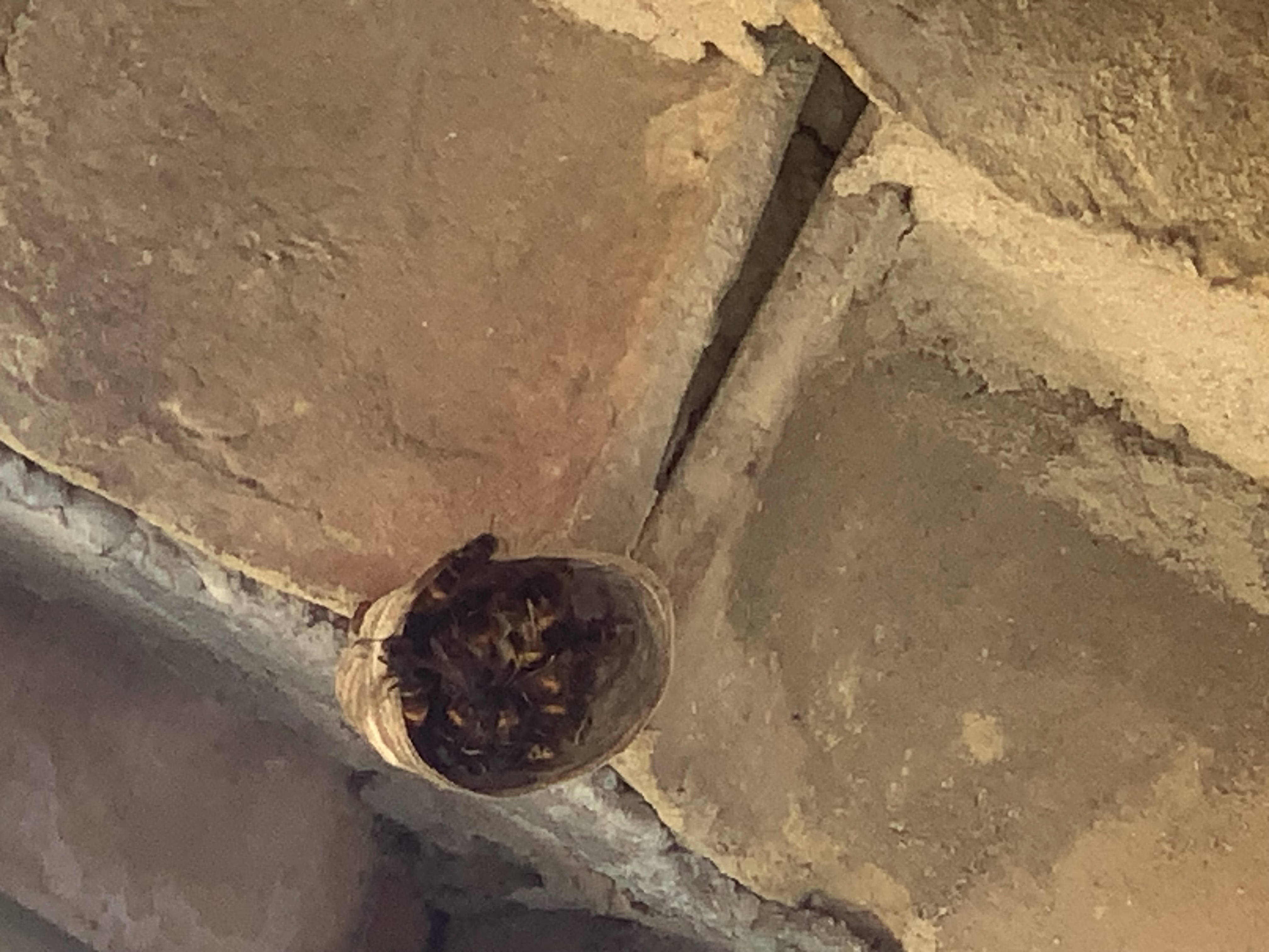 Nid de frelon asiatique à La Garde-Adhémar (26) — SignalNids