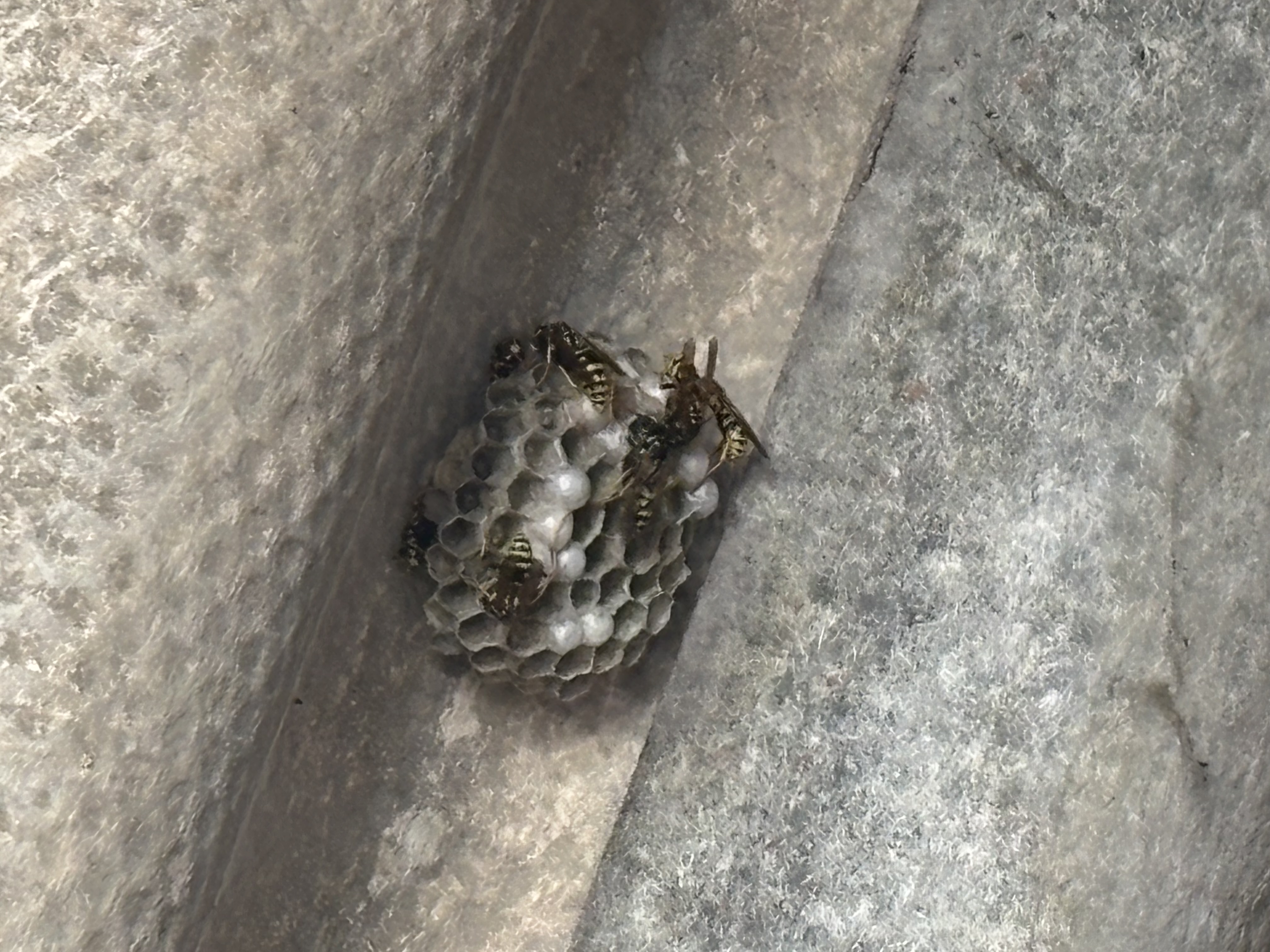 Nid de frelon européen à Hestrud (59) — SignalNids