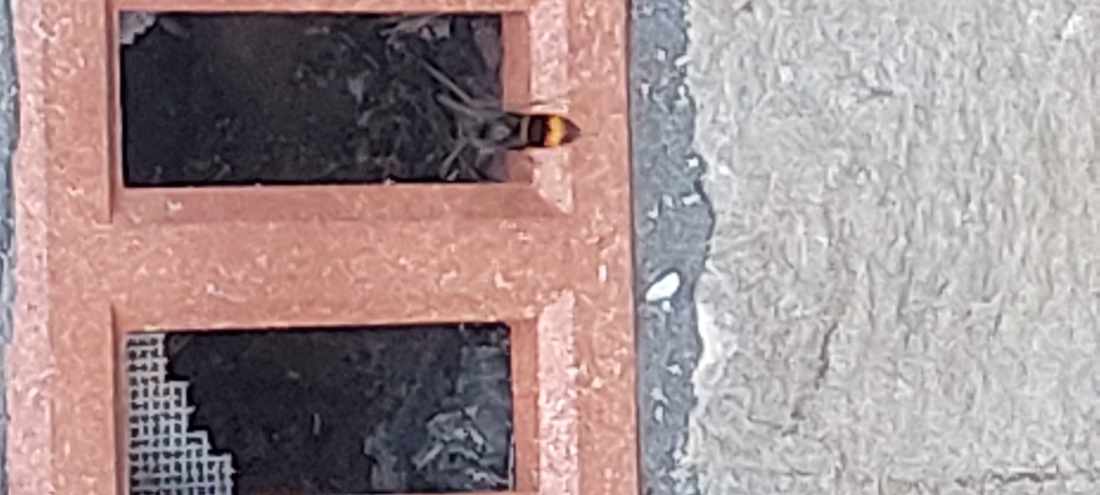Nid de frelon asiatique à Wimereux (62) — SignalNids
