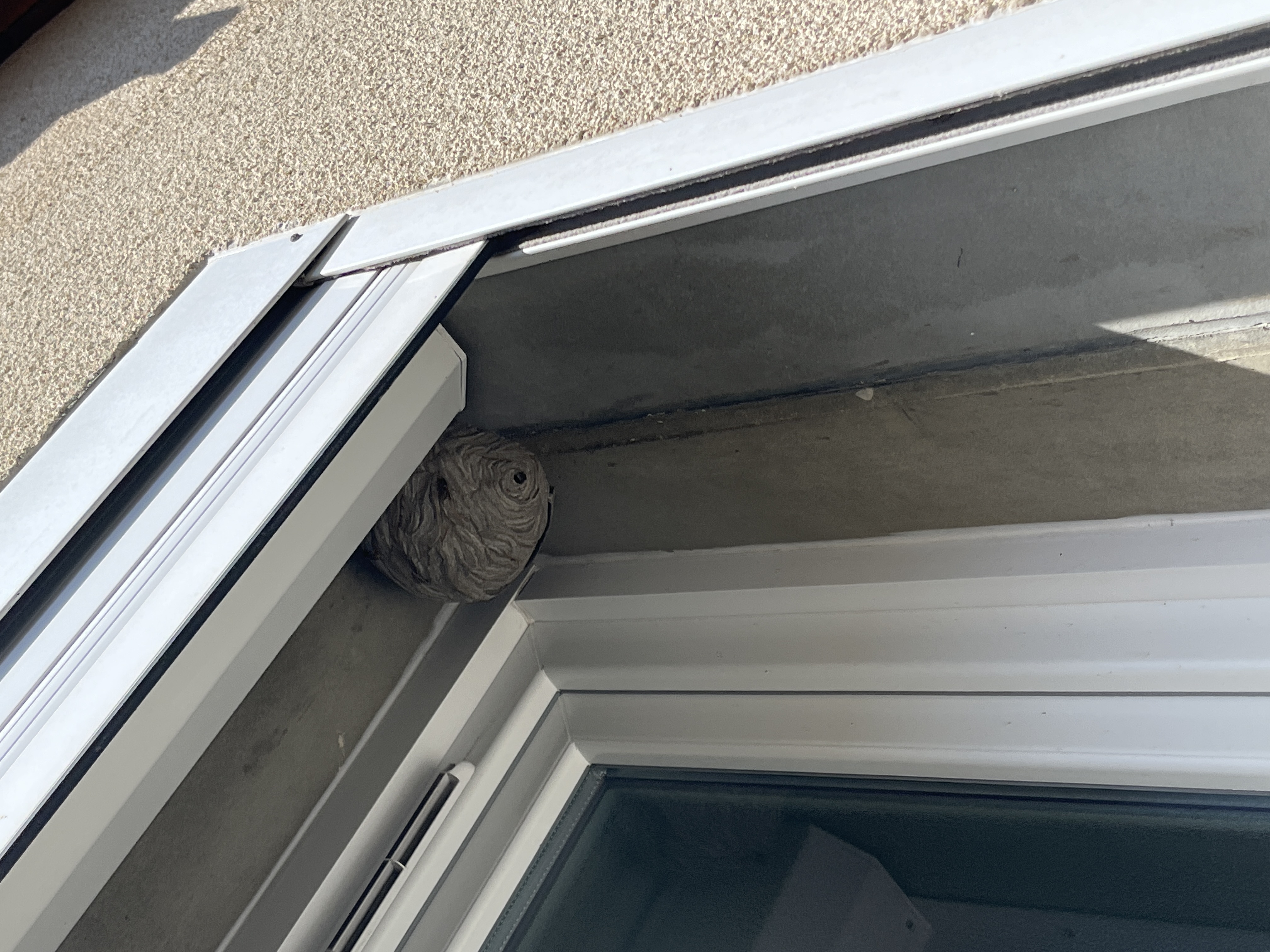 Nid de frelon asiatique à Pontfaverger-Moronvilliers (51) — SignalNids