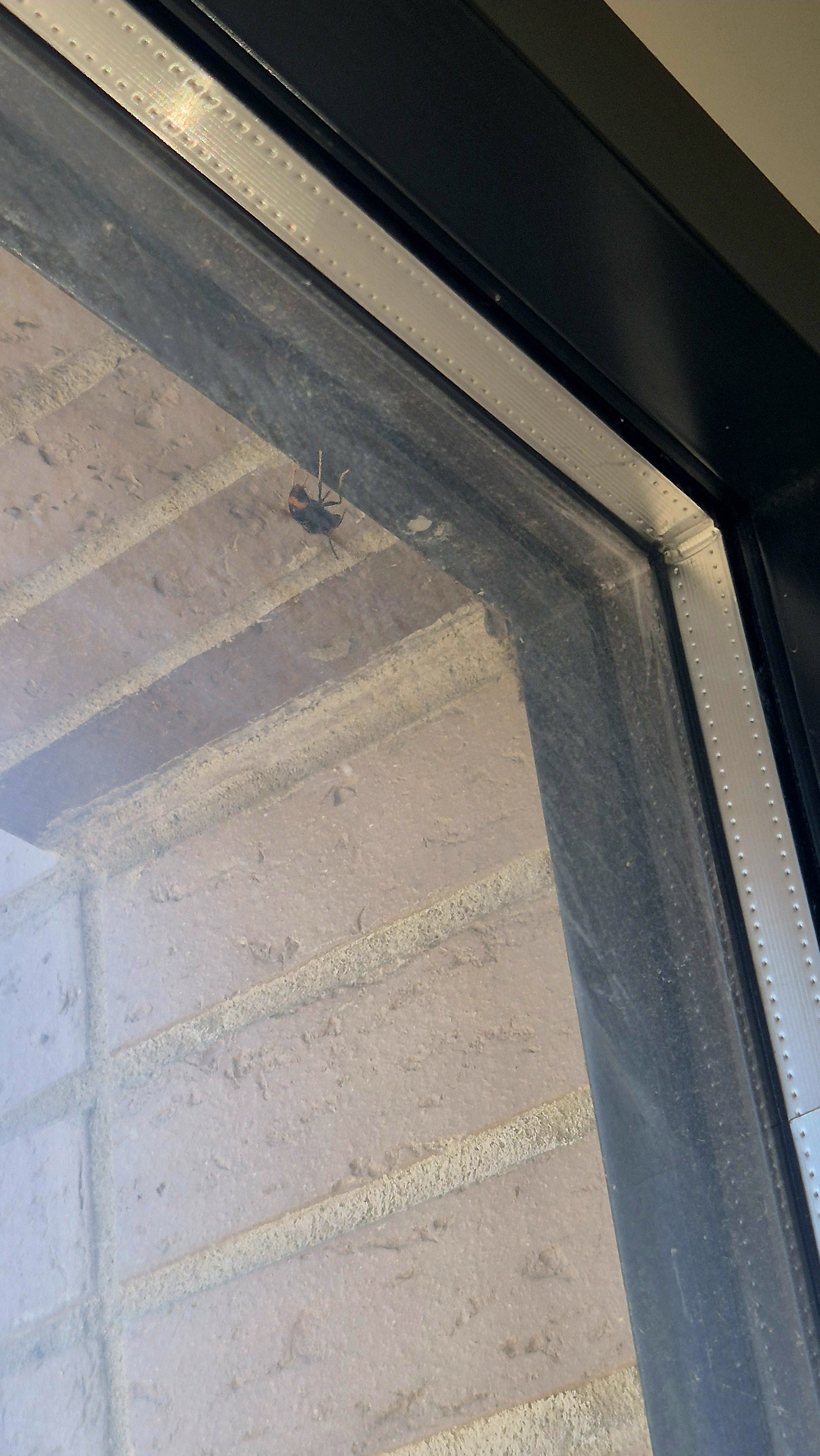 Nid de frelon asiatique à Bordeaux (33) — SignalNids