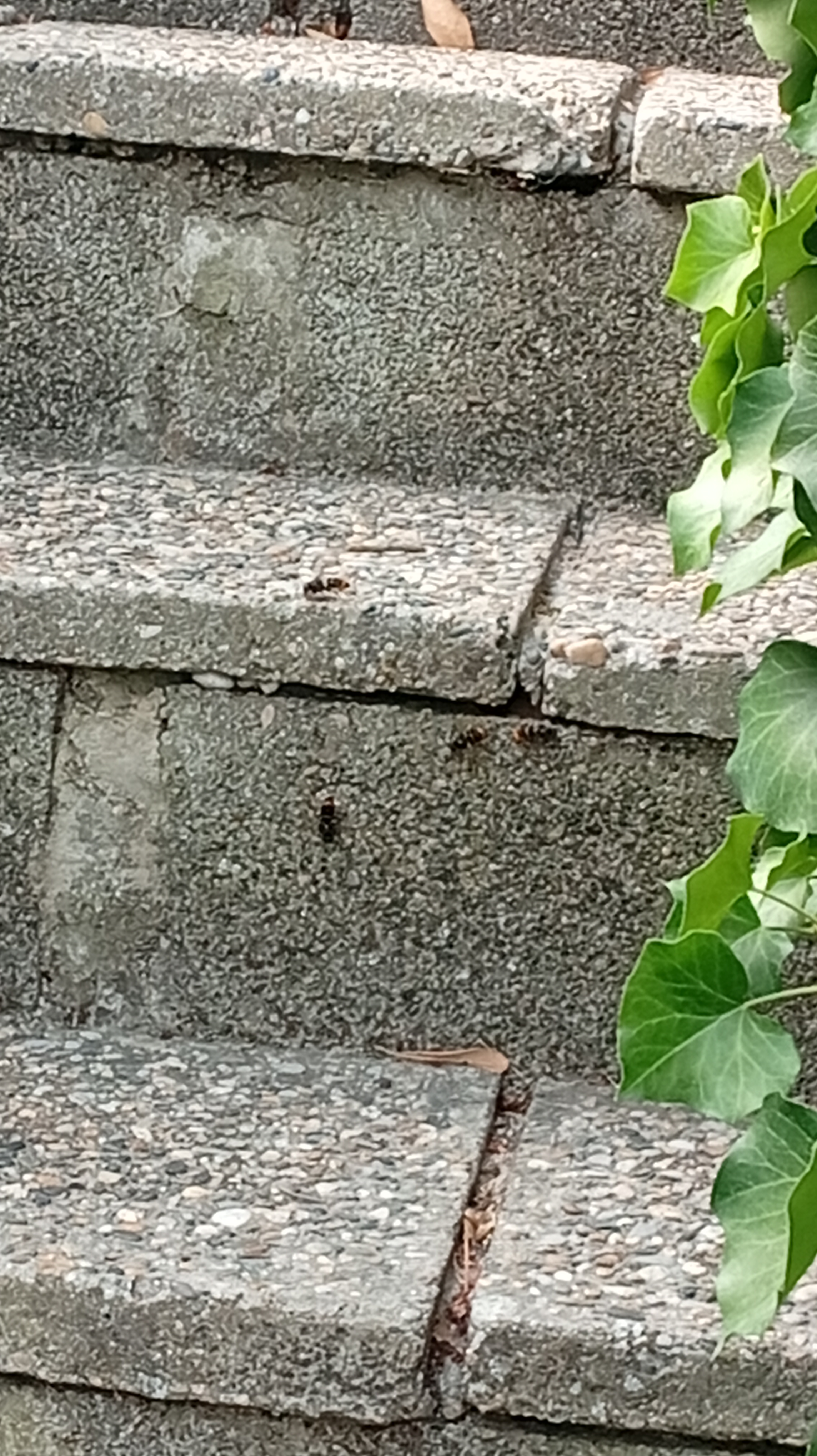 Nid de frelon asiatique à Bollène (84) — SignalNids