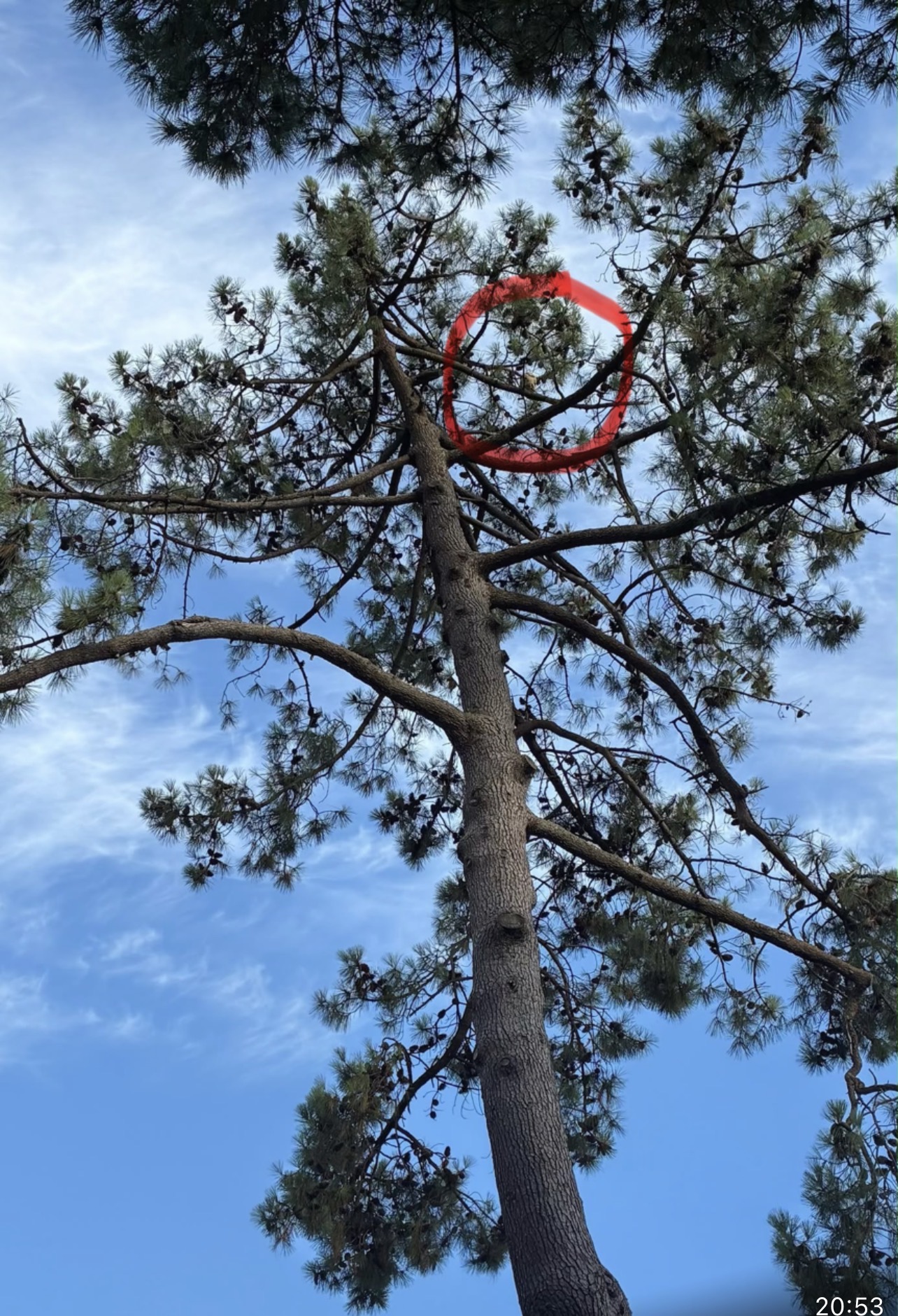 Nid de frelon asiatique à Andernos-les-Bains (33) — SignalNids