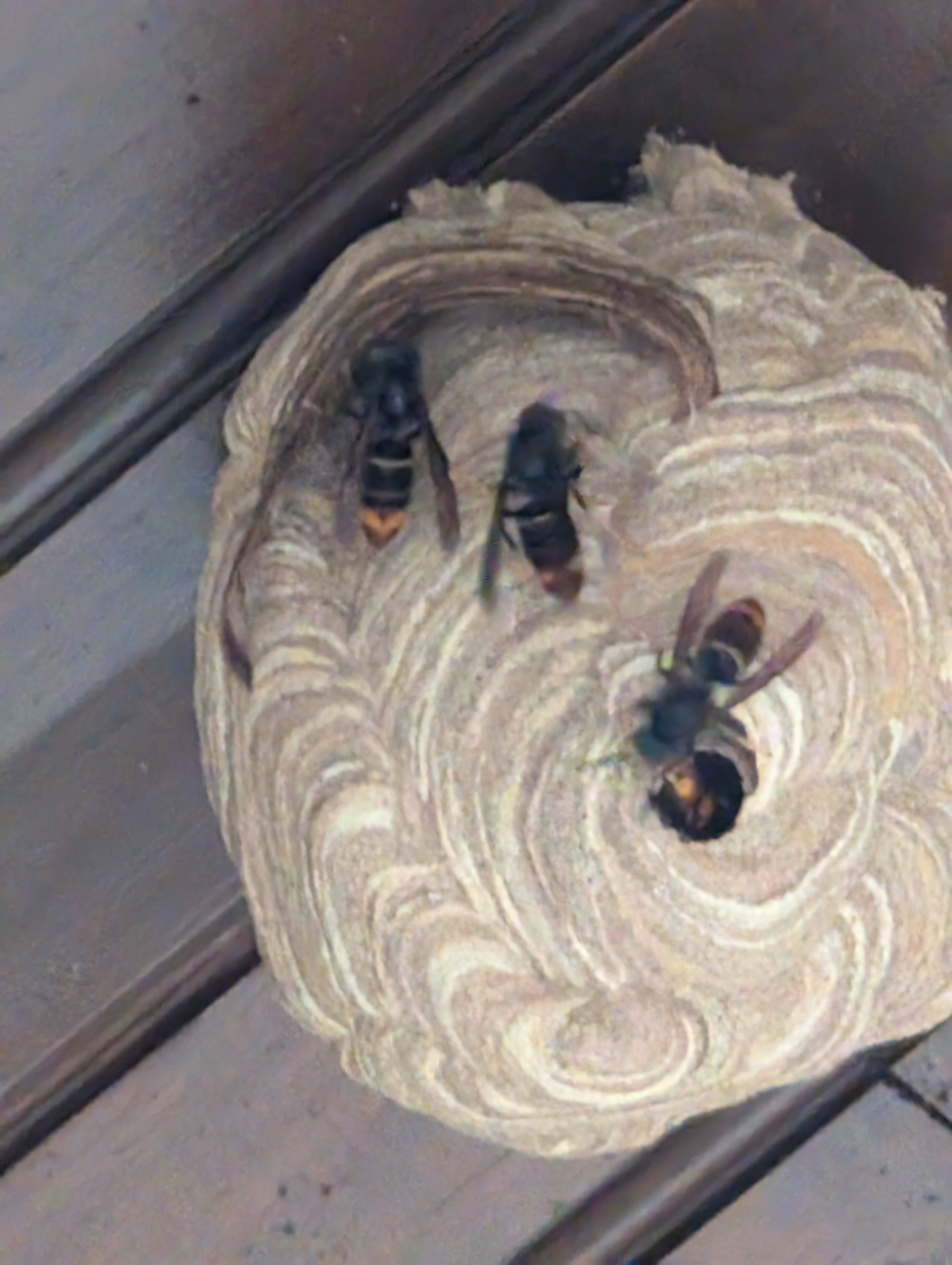 Nid de frelon asiatique à Saint-Christophe (73) — SignalNids