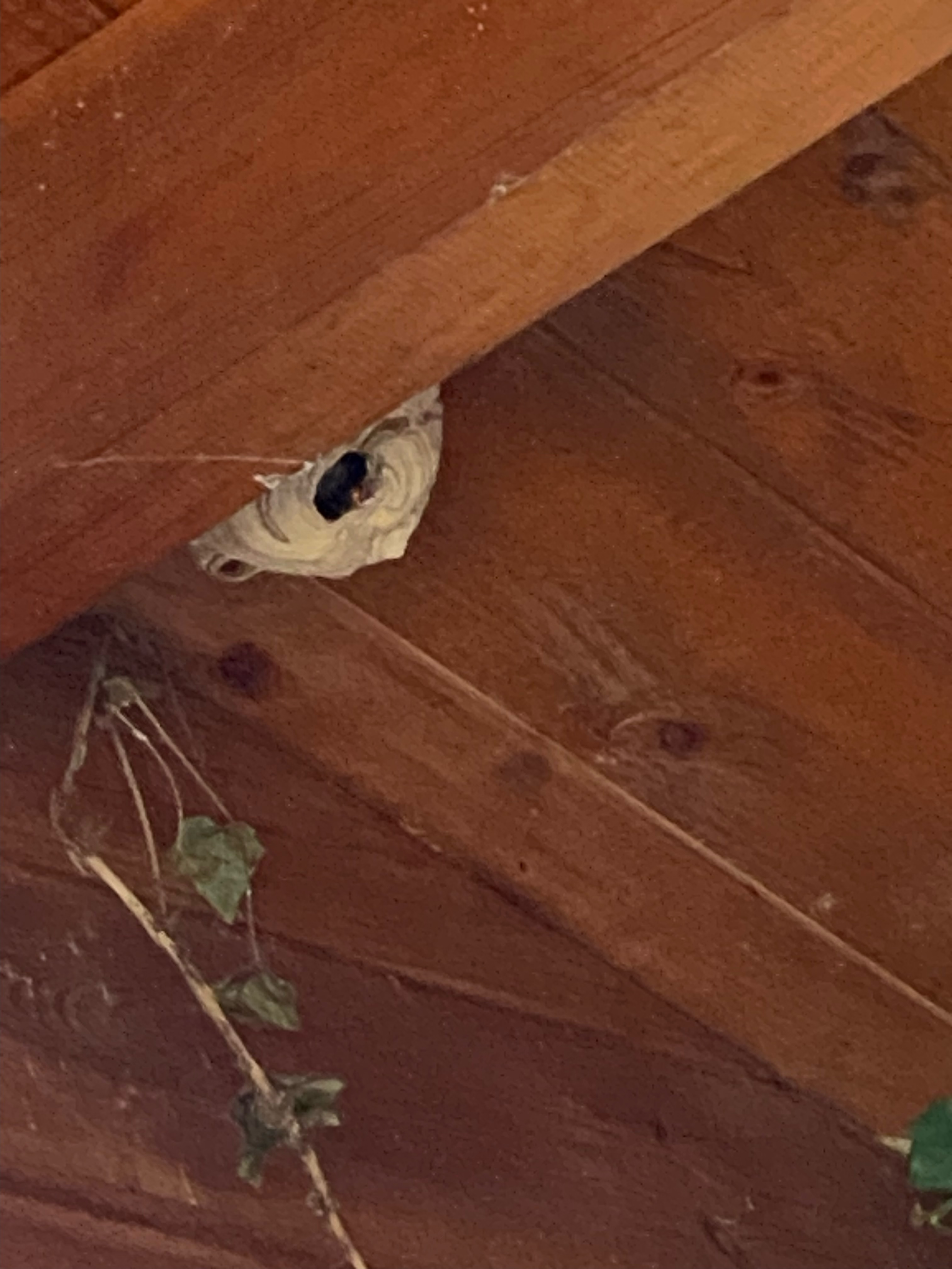 Nid de frelon asiatique à Le Mesnil-Ozenne (50) — SignalNids