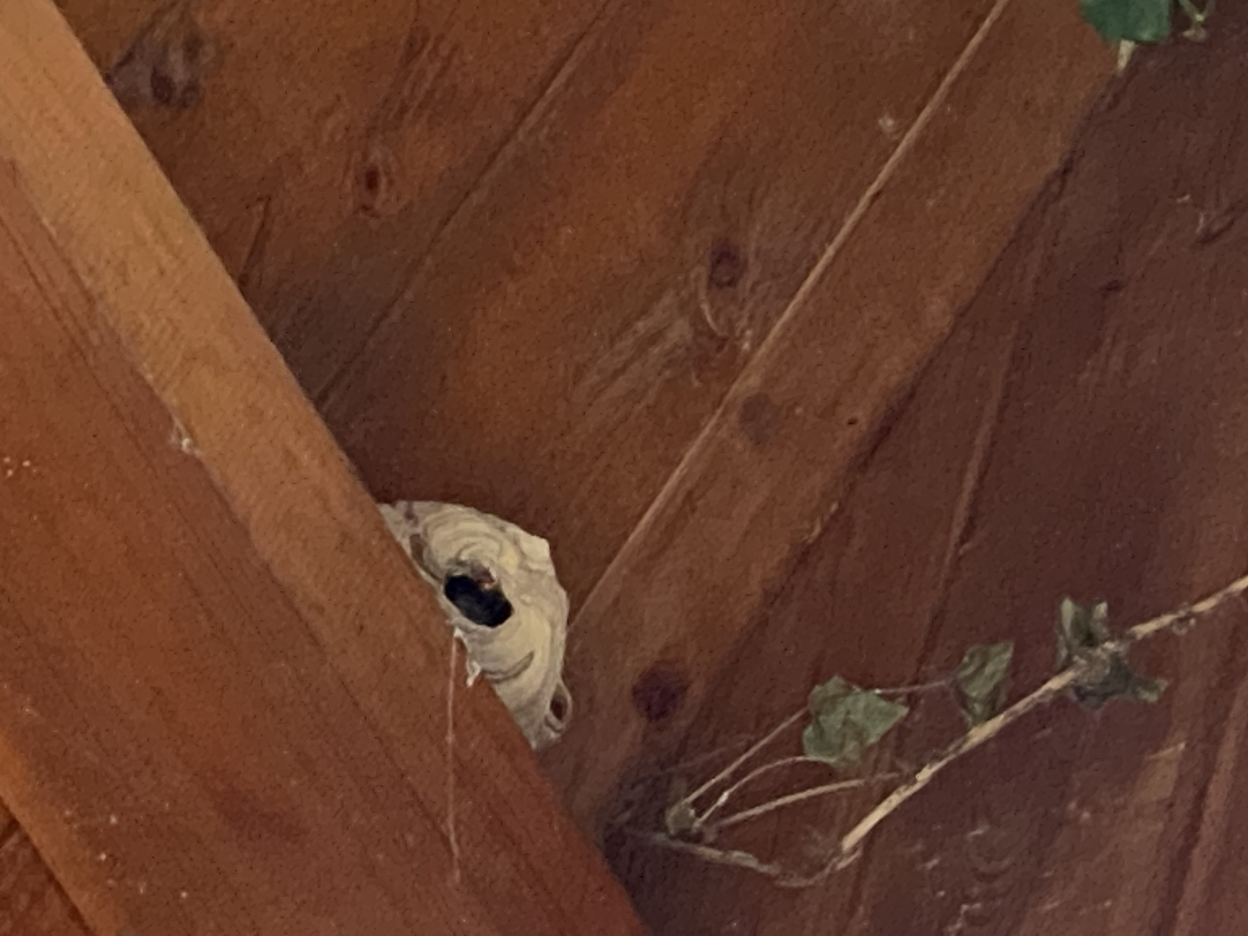 Nid de frelon asiatique à Le Mesnil-Ozenne (50) — SignalNids