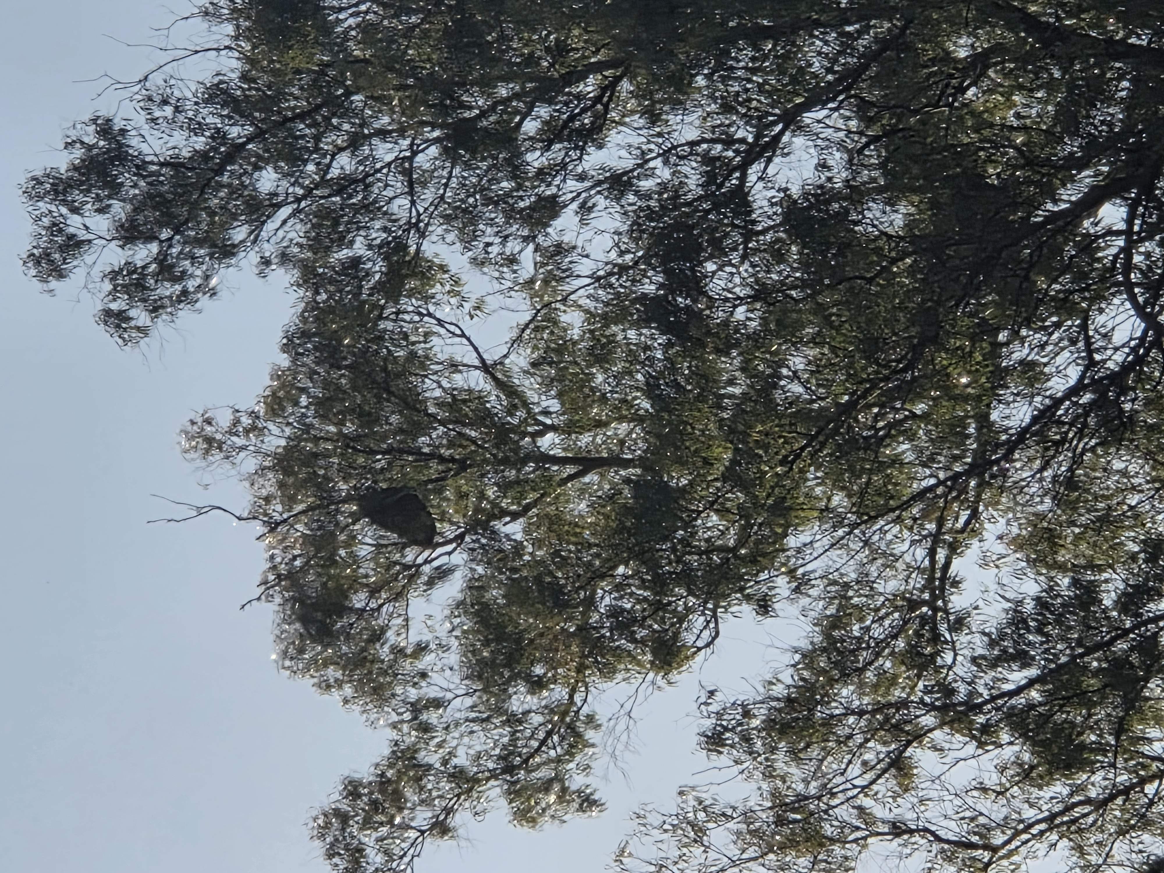 Nid de frelon asiatique à St léger (73) — SignalNids