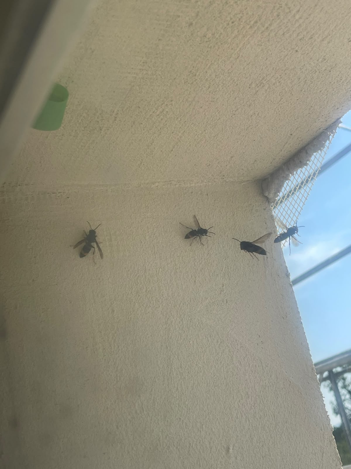 Nid de frelon asiatique à Mulhouse (68) — SignalNids