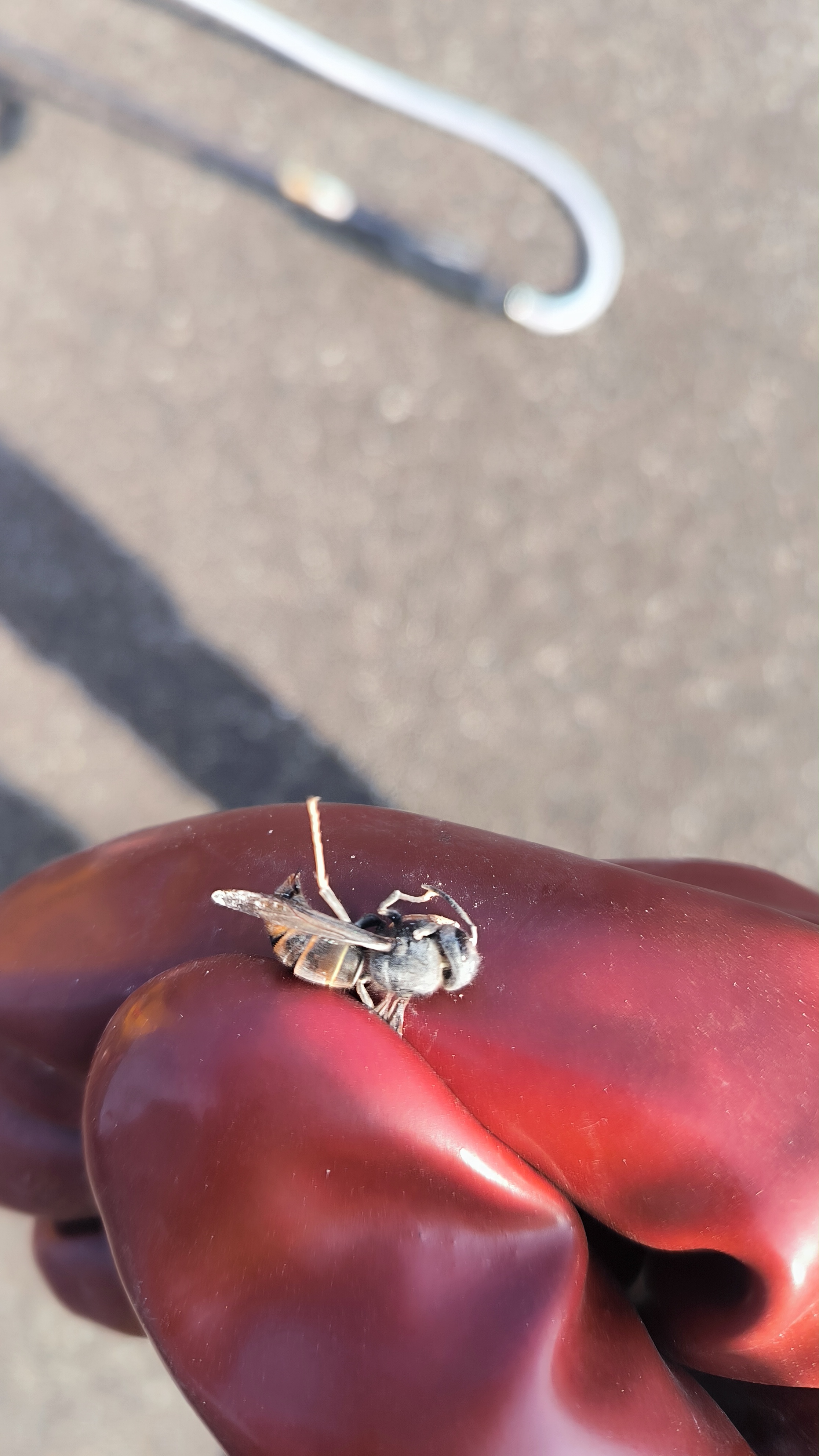 Nid de frelon asiatique à Ettendorf (67) — SignalNids