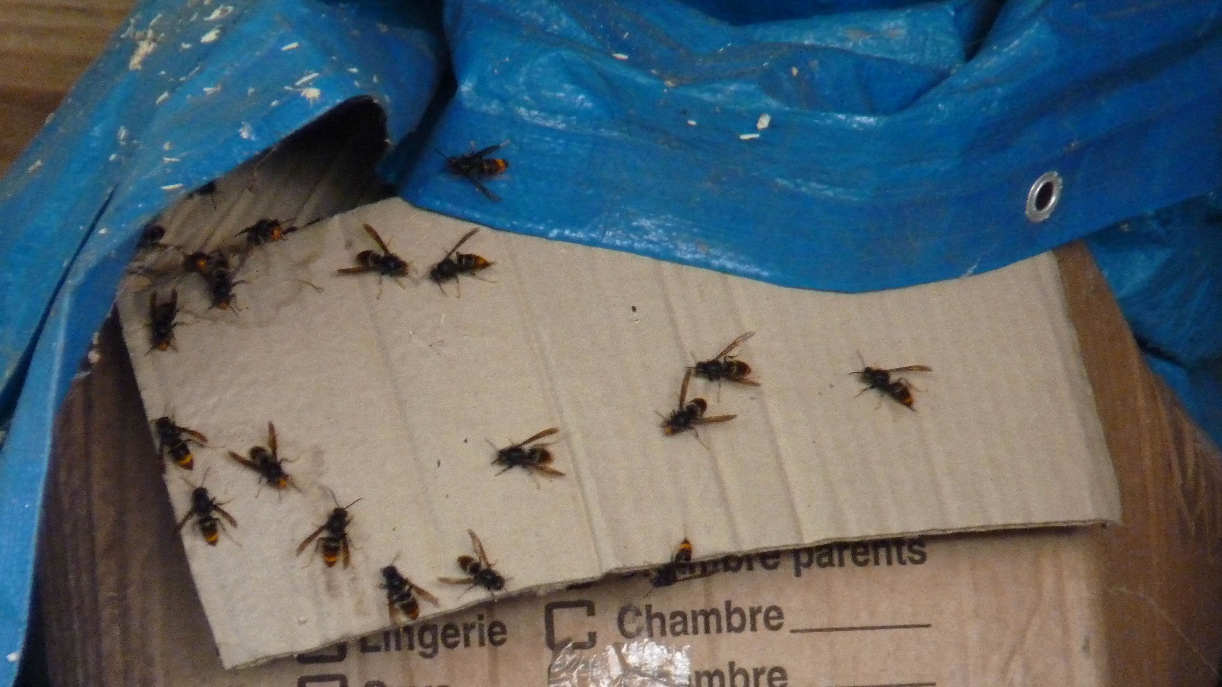 Nid de frelon asiatique à Picauville (50) — SignalNids