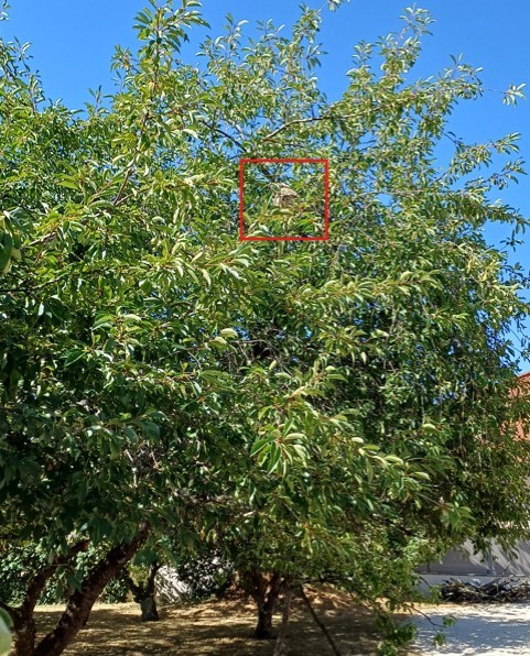 Nid de frelon asiatique à Biard (86) — SignalNids